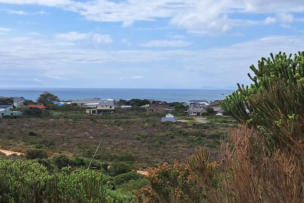 Blue dog view 2