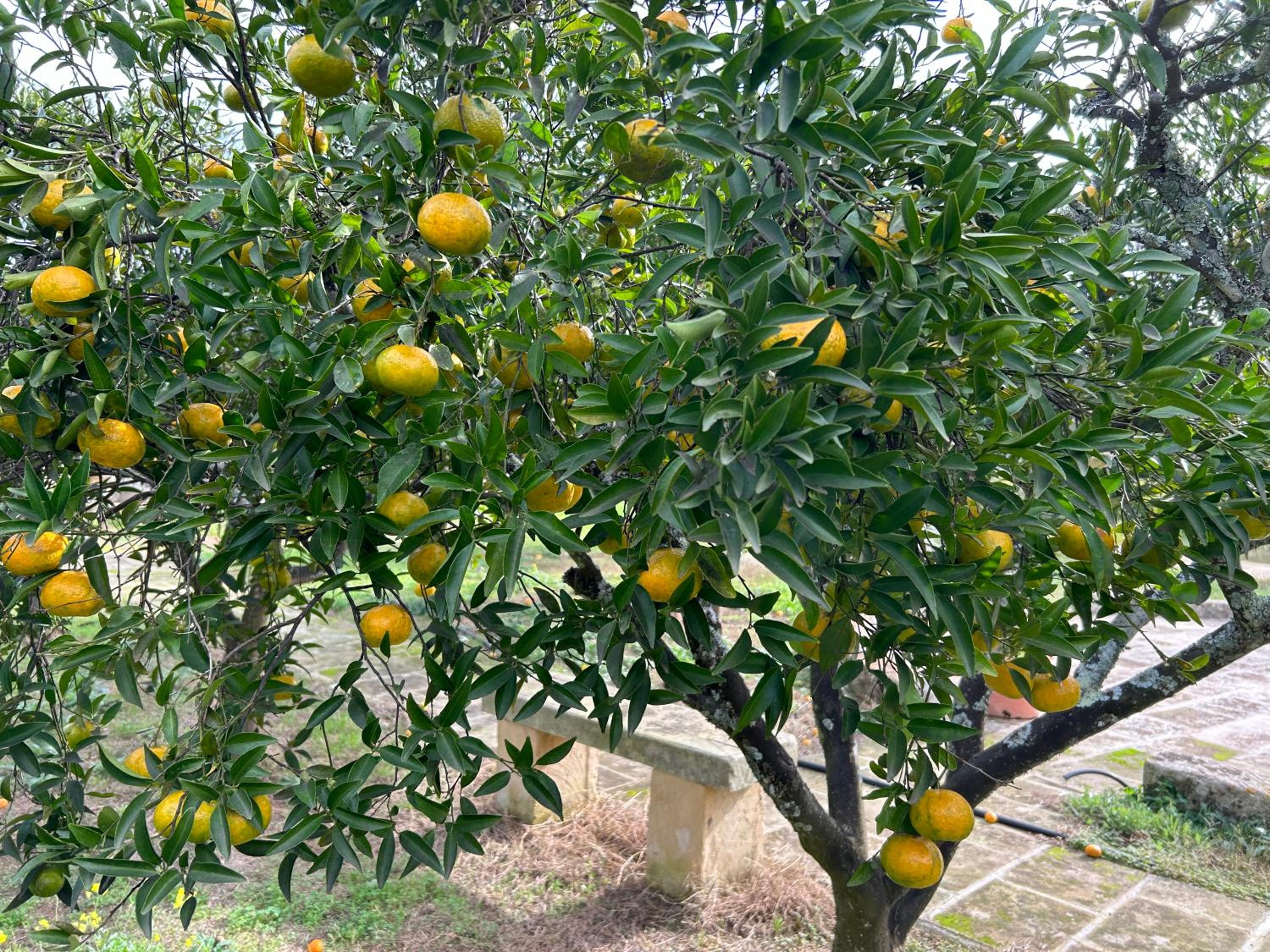 Tenuta Lu Beddhru view 2