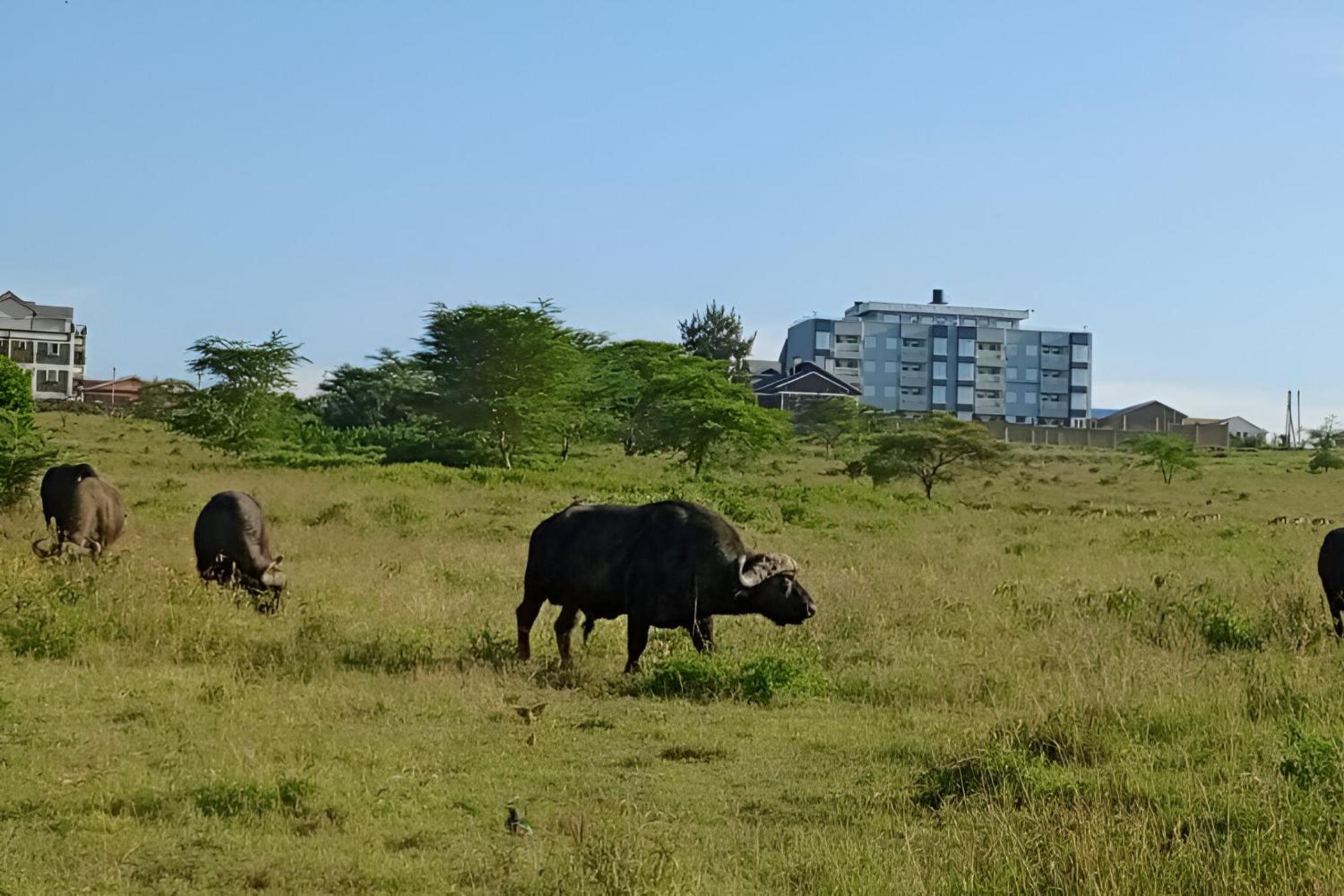 Maridadi Homes
