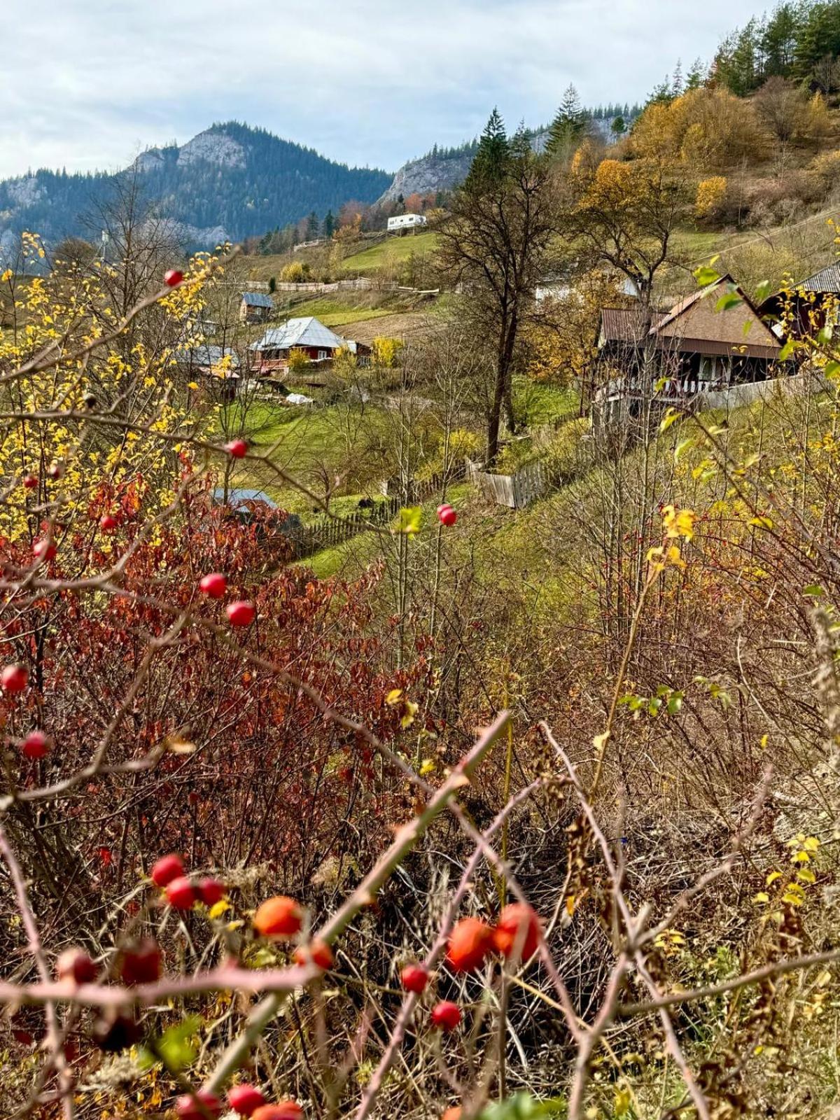 Pensiunea Cheile Șugăului view 2