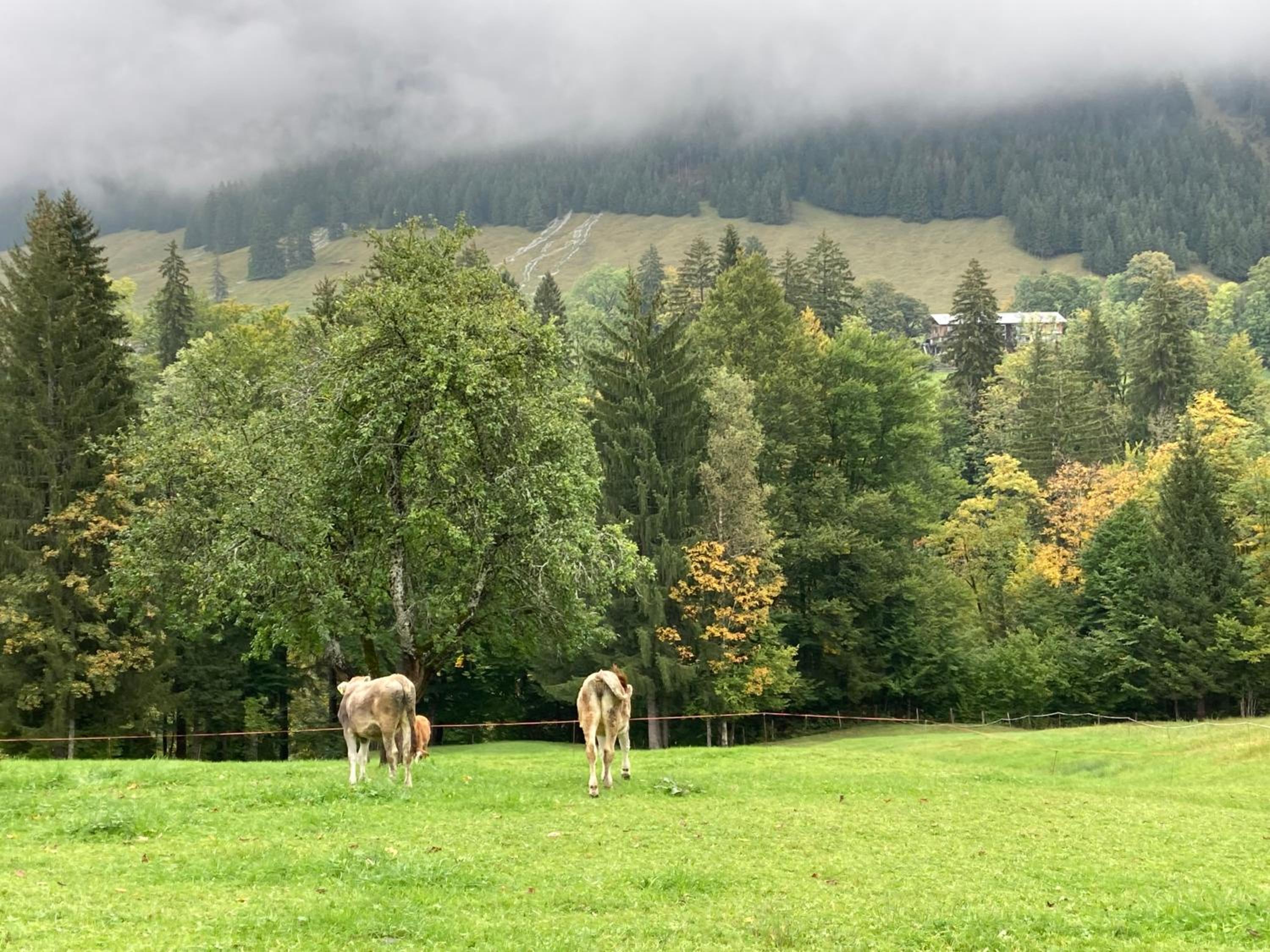 Alpenrose komfortable Ferienresidenz