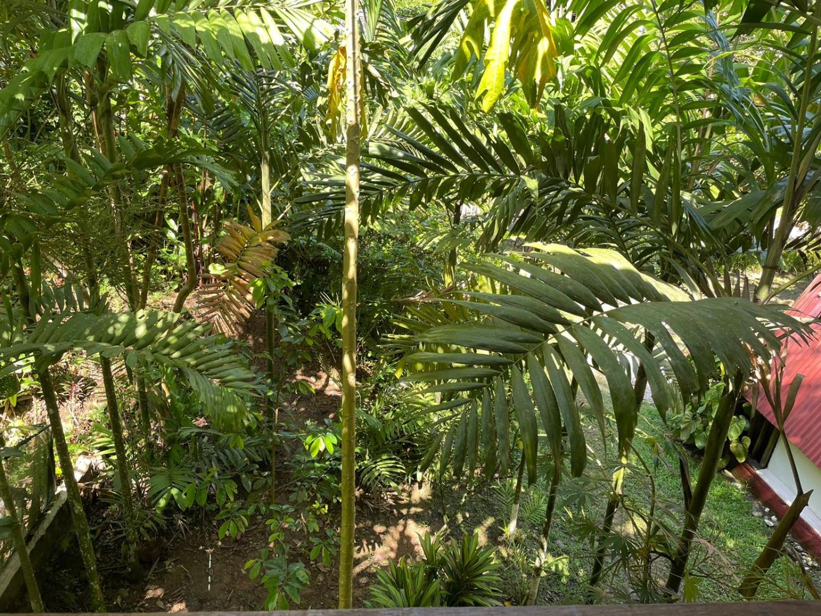Papaya Wildlife Lodge