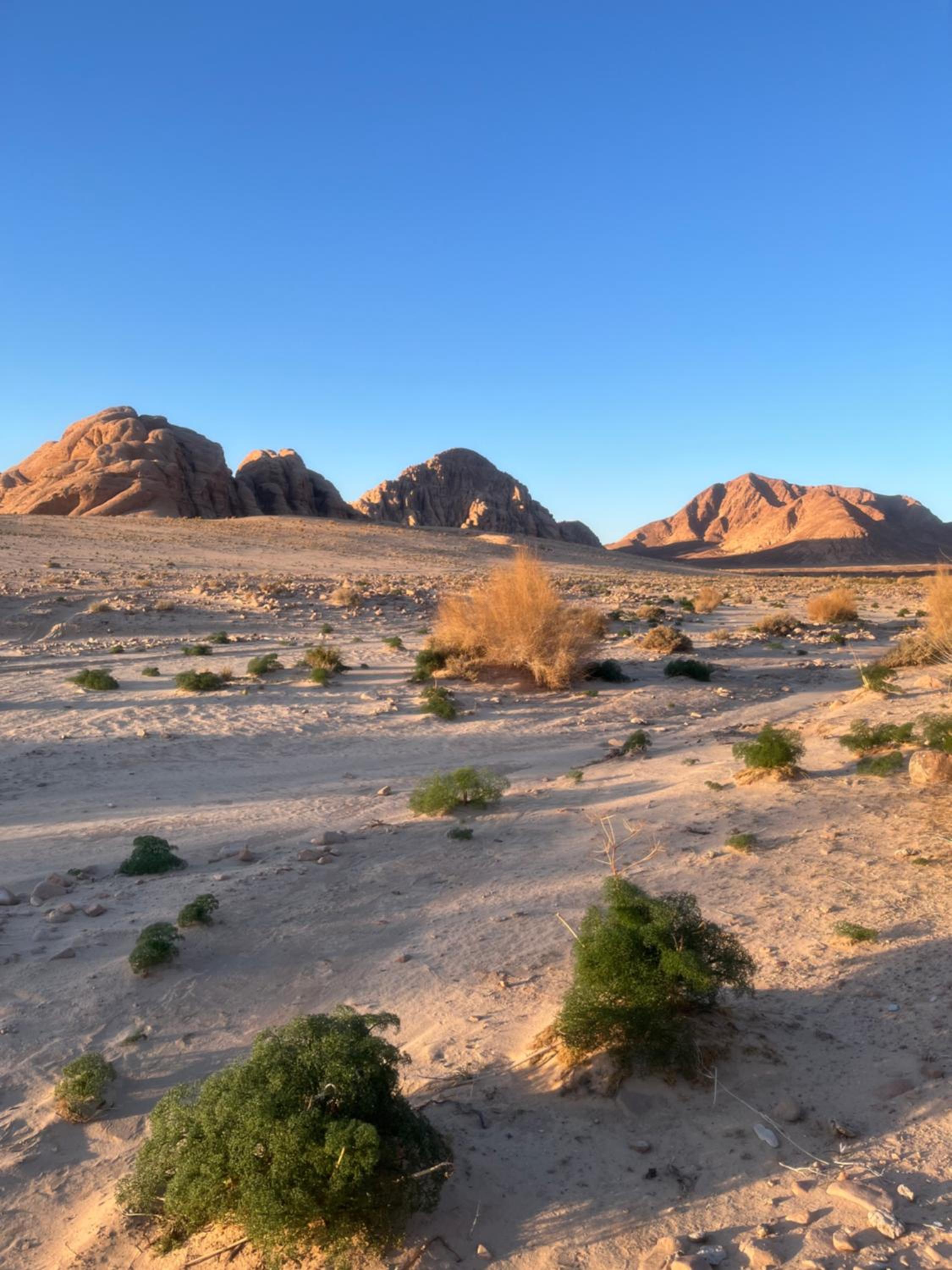 Camille WadiRum Camp