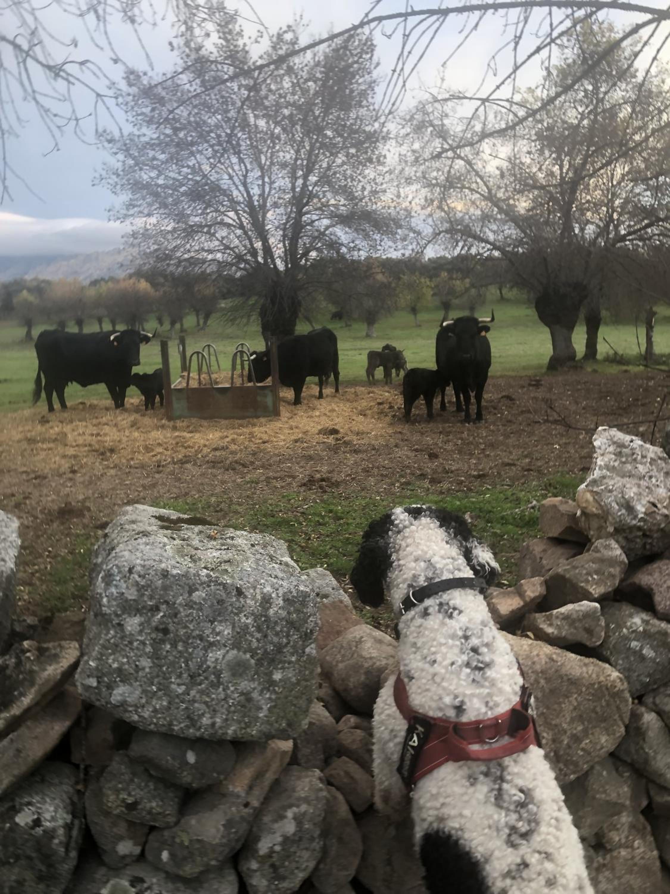 Alojamiento Rural El Petirrojo con patio jardín