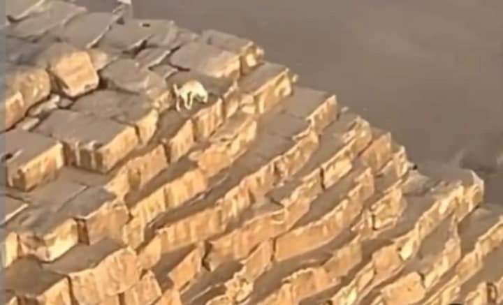 Grand Egyptian Museum Star House