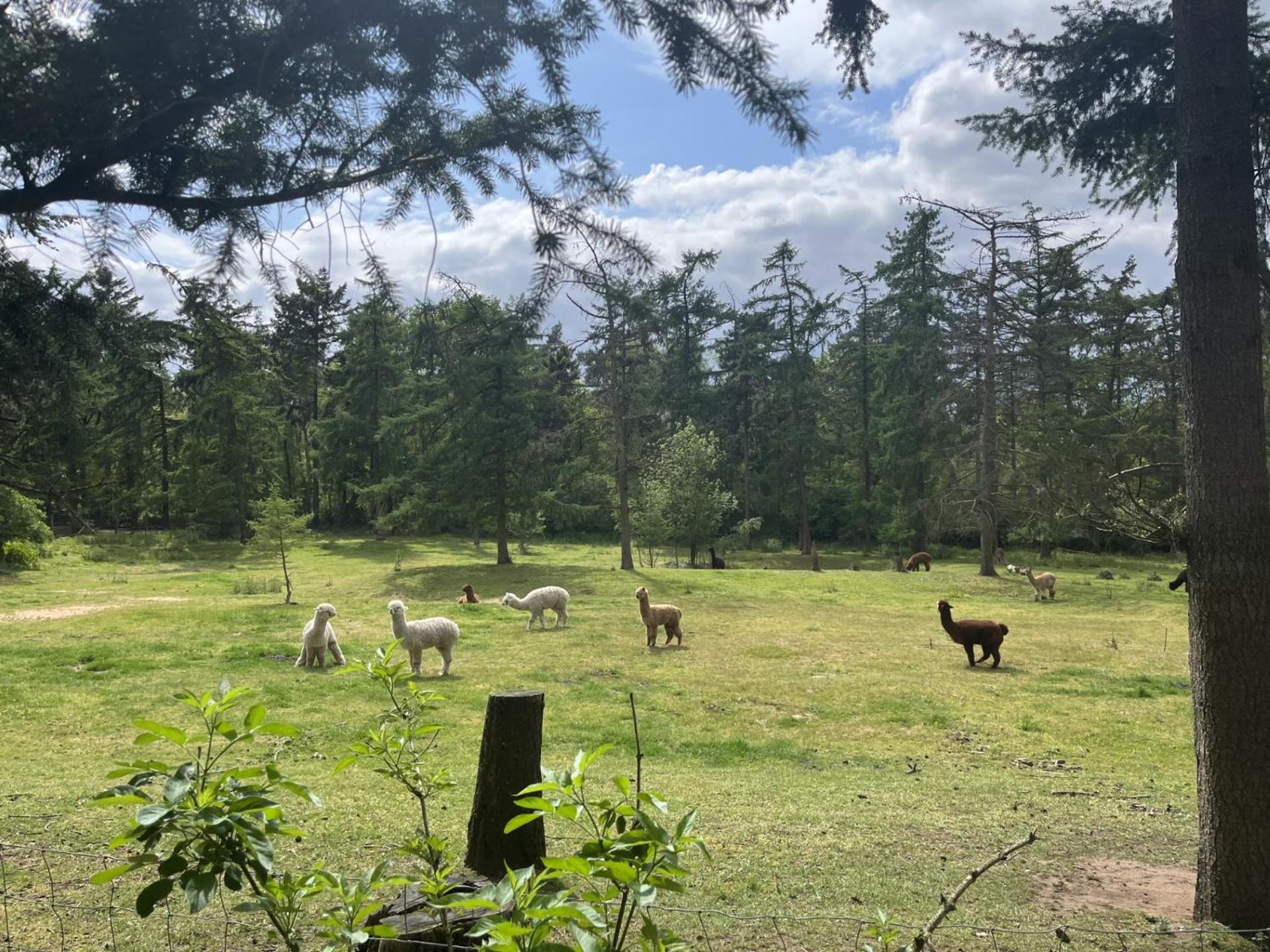 Boshuis Hoeve de Zuidrand