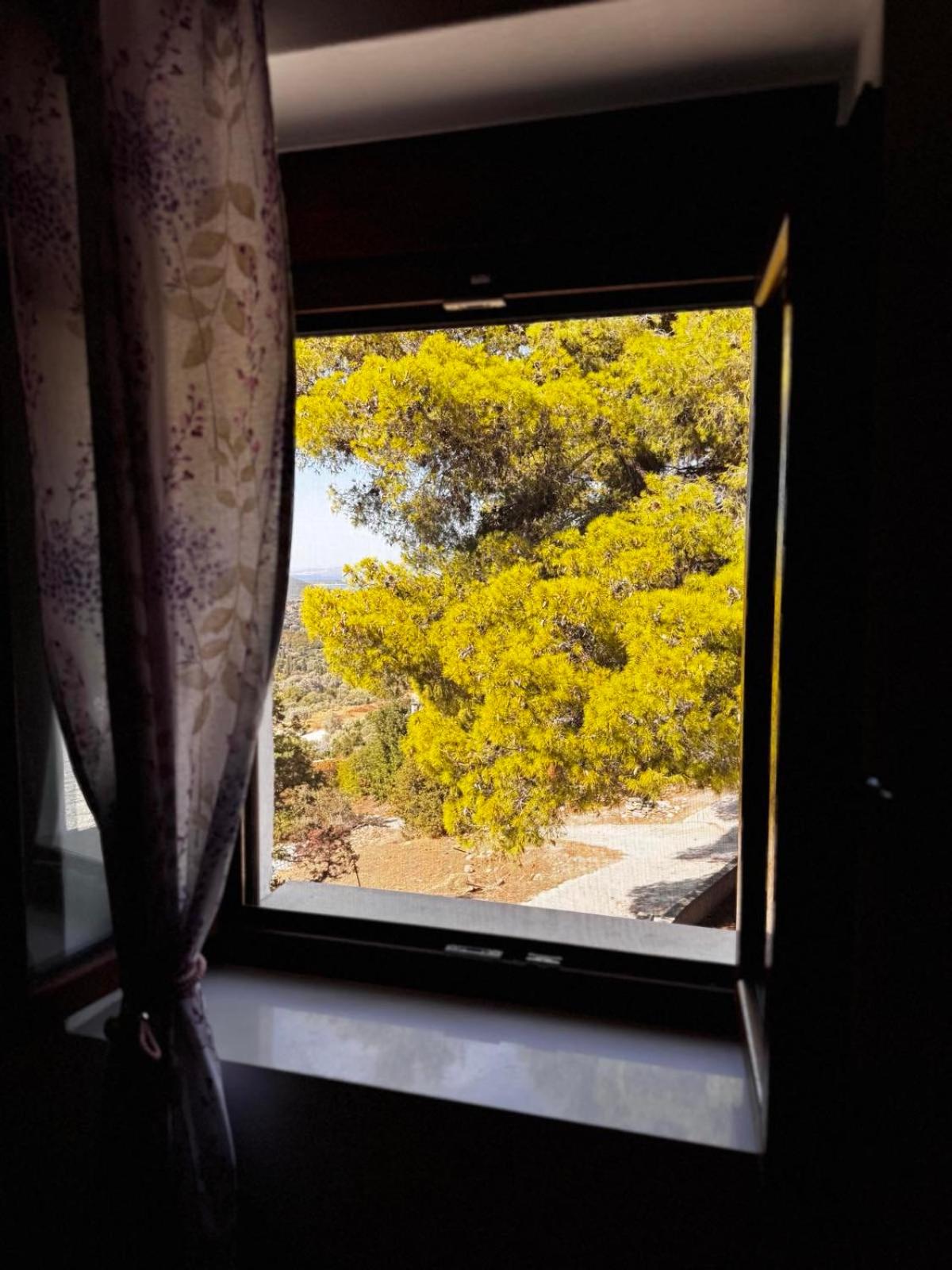 Land Of Olive