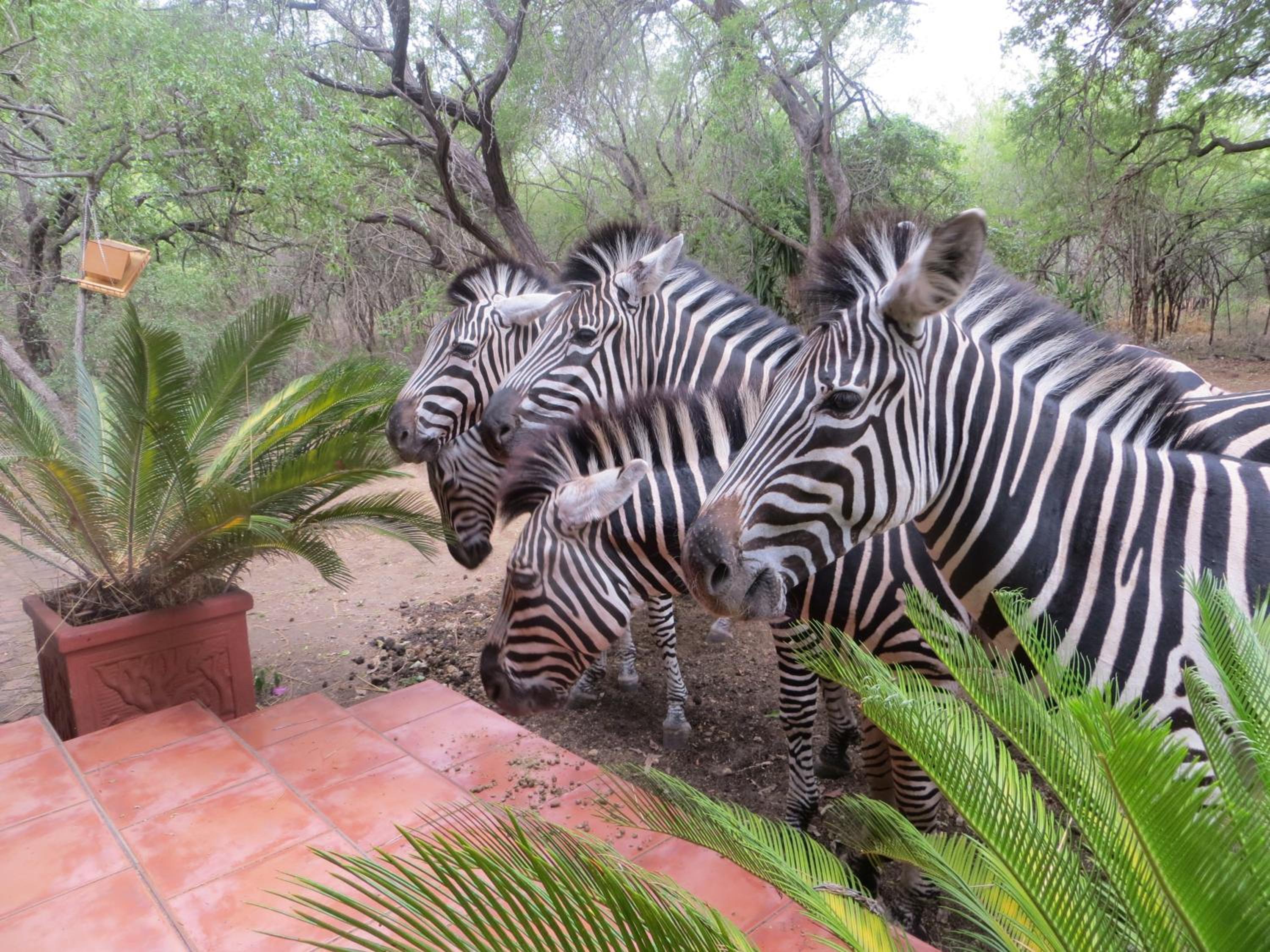 Kruger Safari Animal Encounter