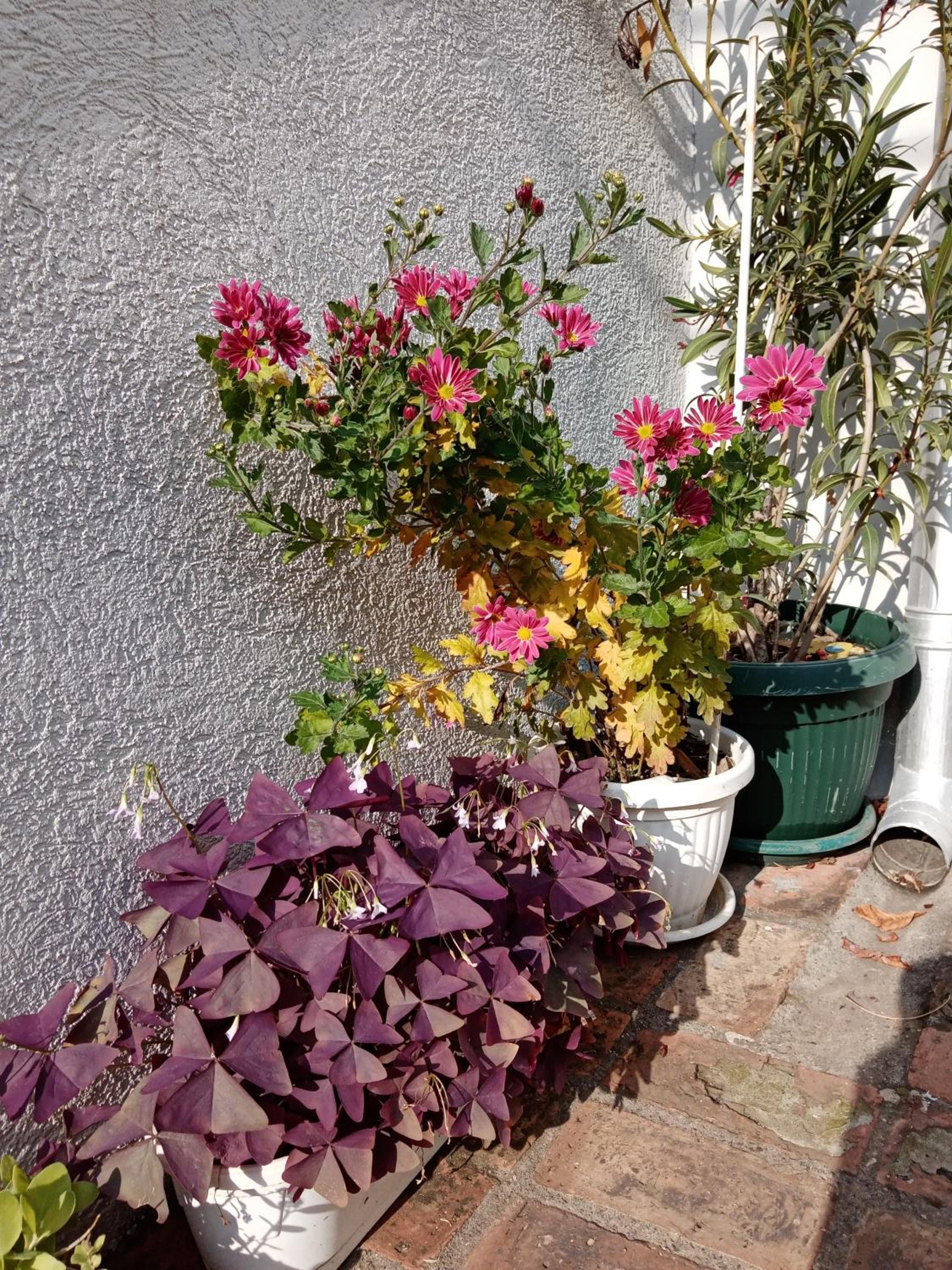 Belgrade Apartment Happy Garden