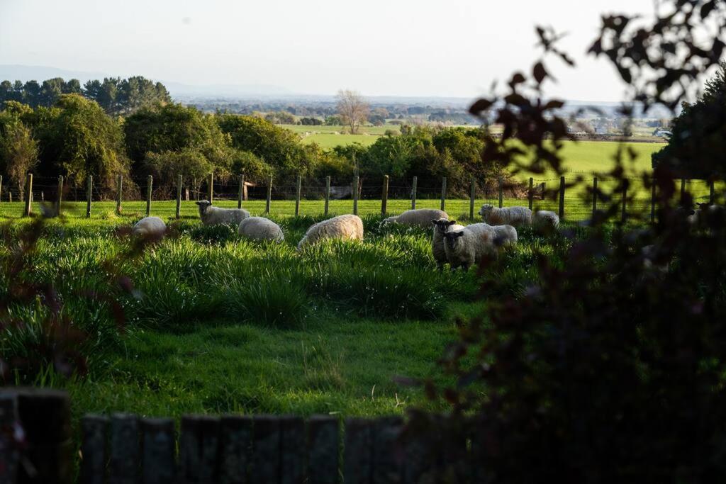 Romney Lane Homestead
