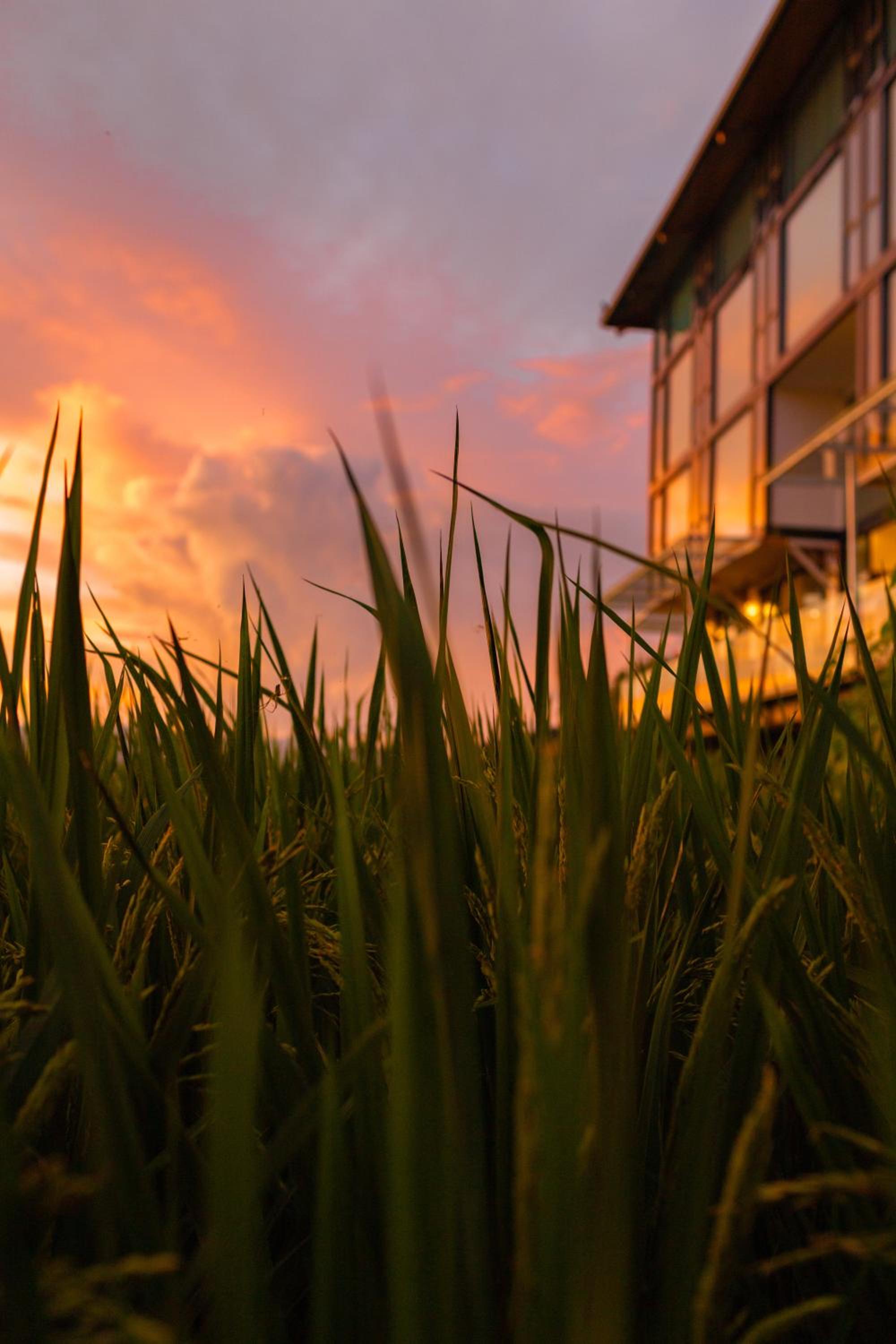 Rice View Lodge