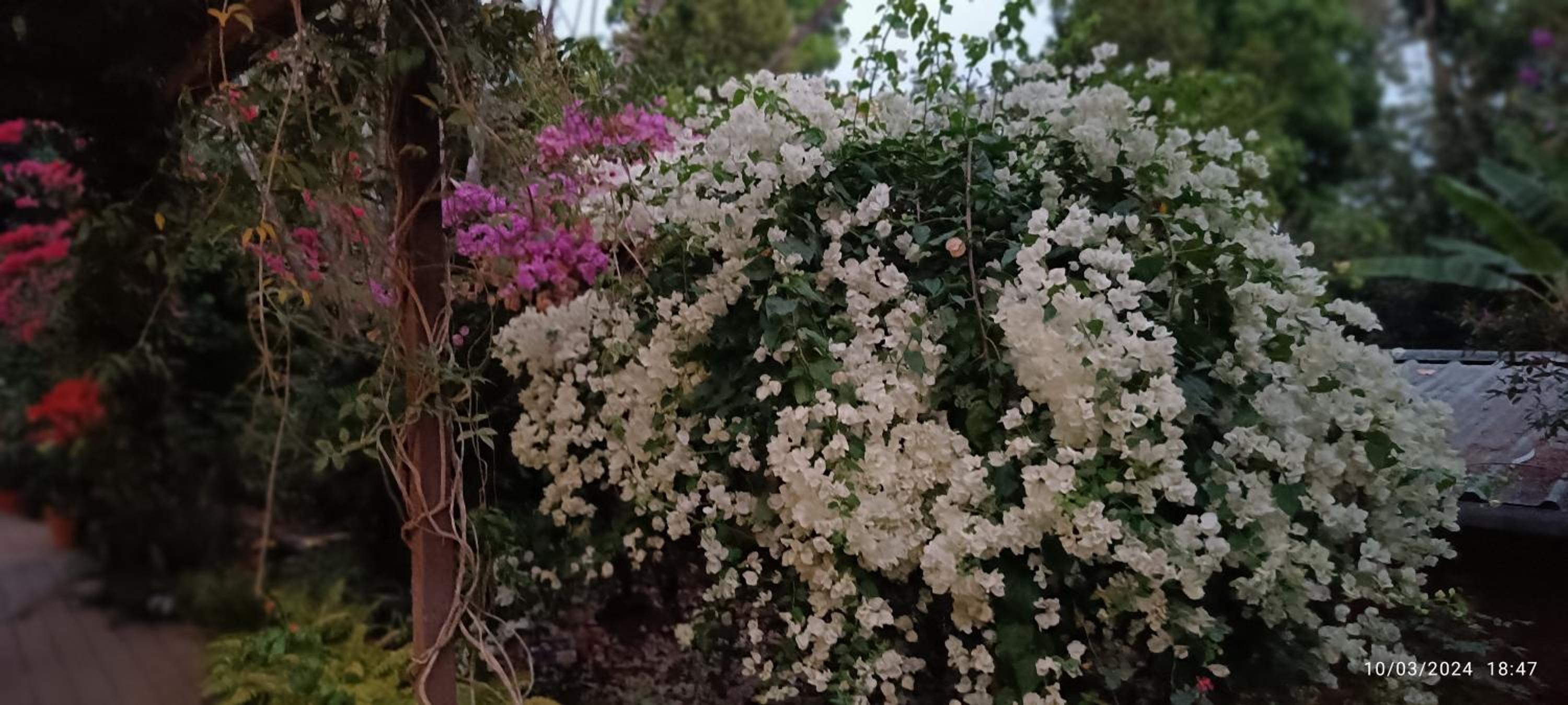 Photo 54