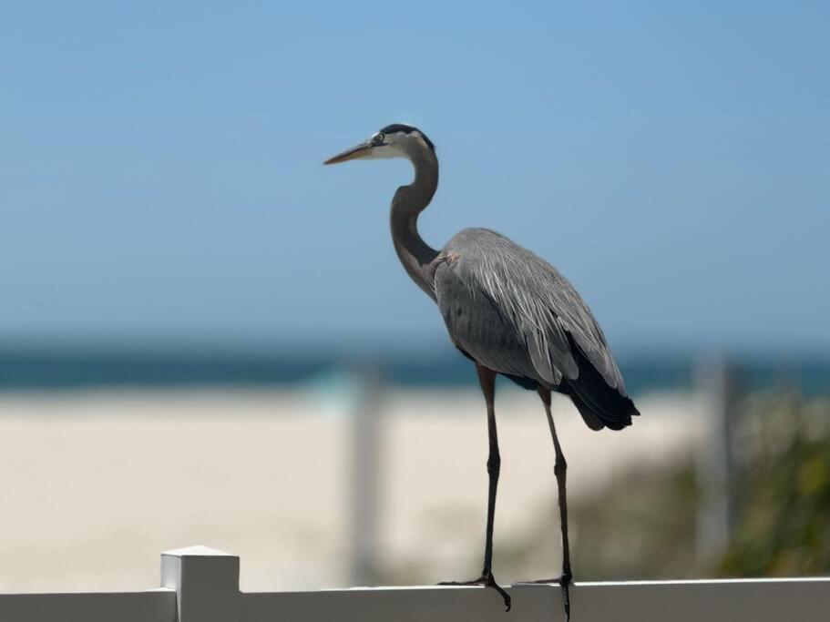 Barefoot Shores