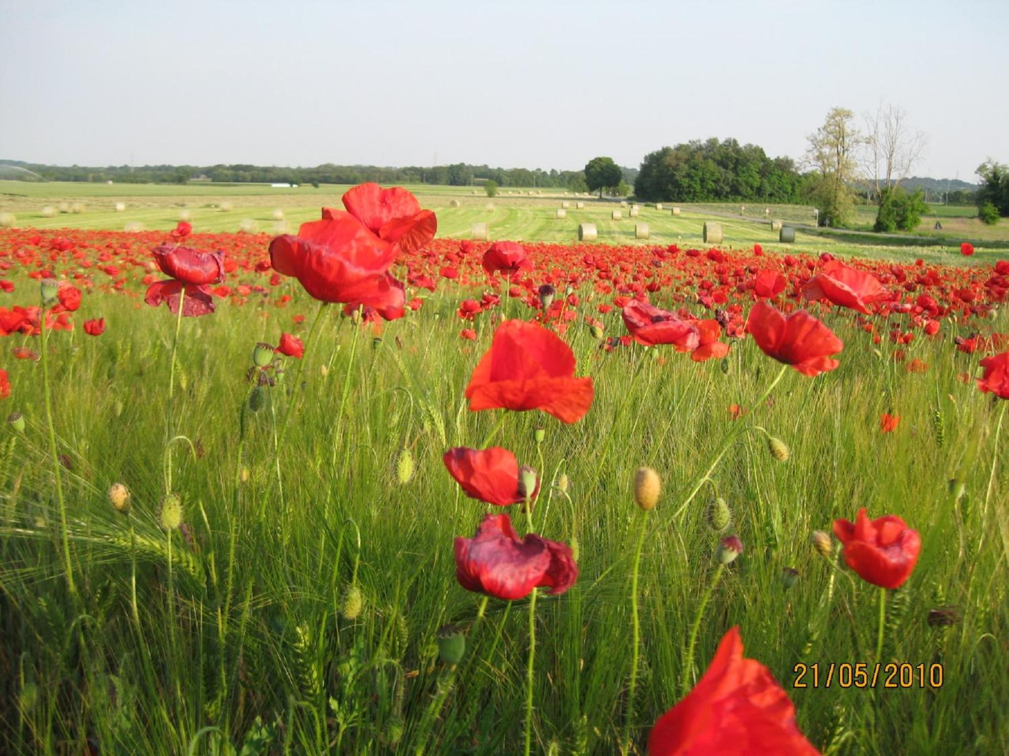 Photo 41