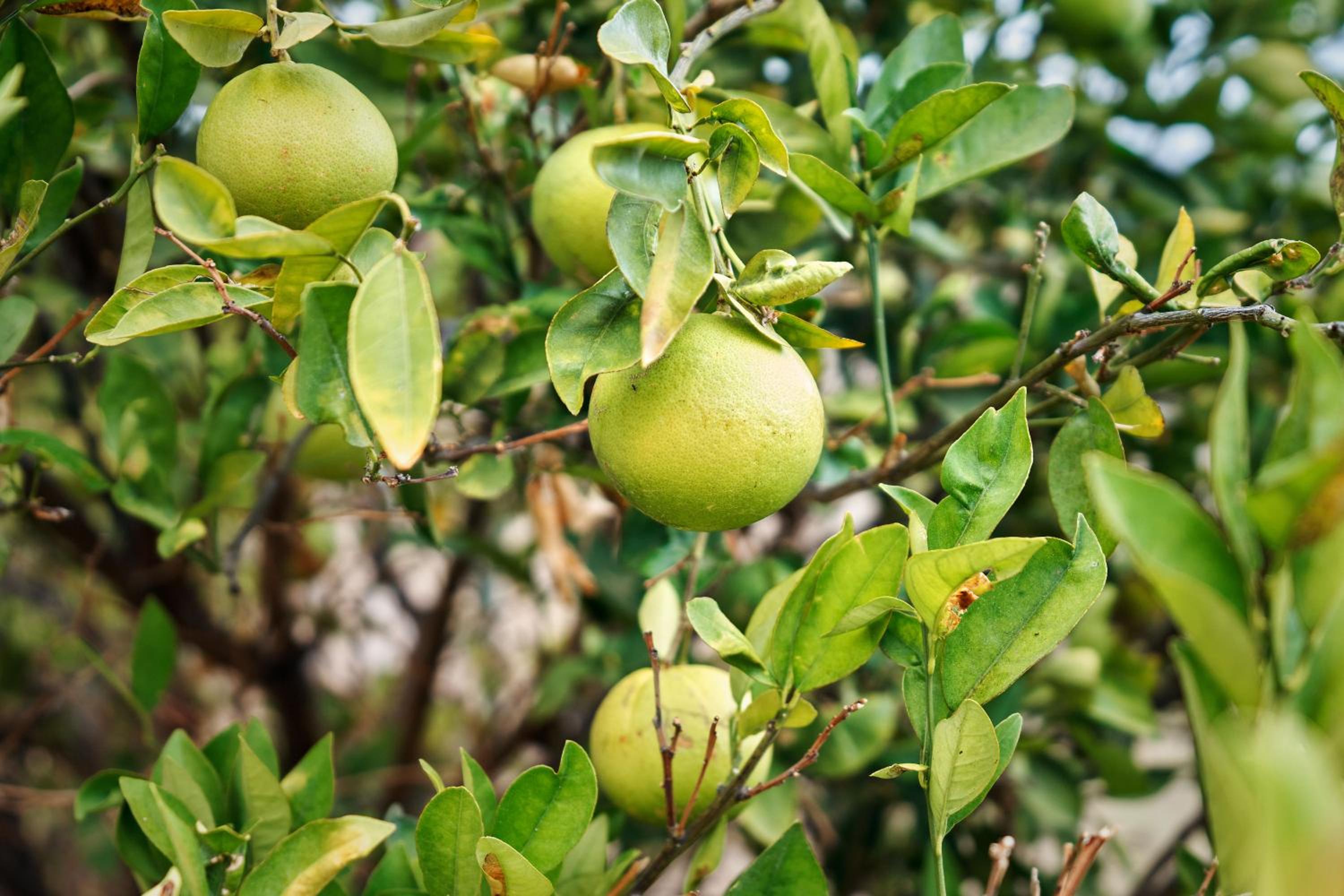 Finca Ecológica Quinta Los Tizones