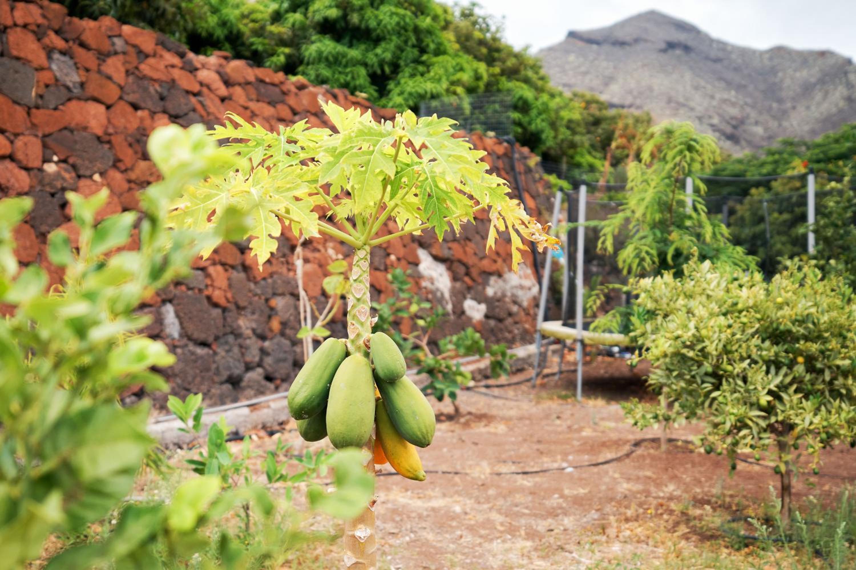 Finca Ecológica Quinta Los Tizones