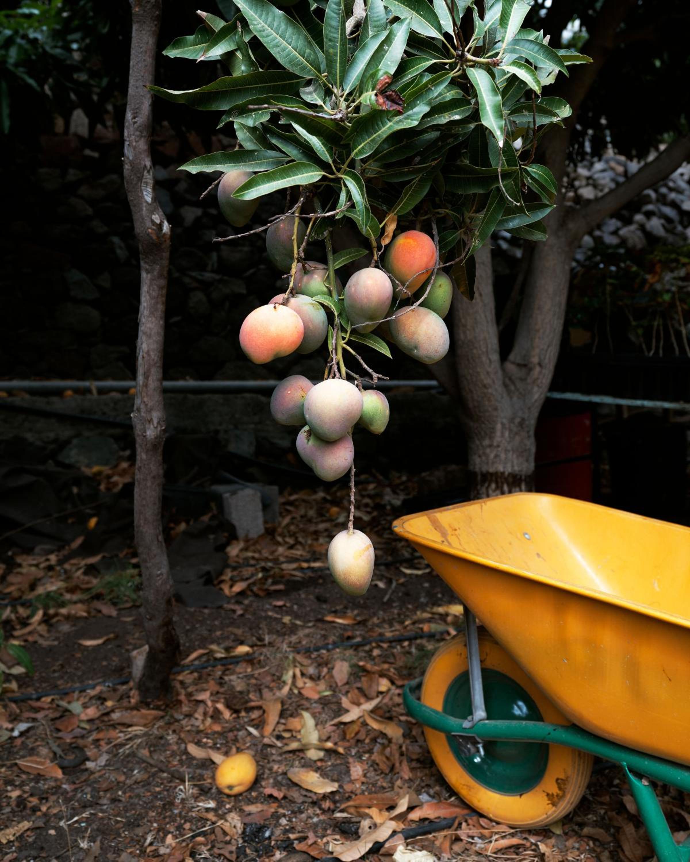 Finca Ecológica Quinta Los Tizones