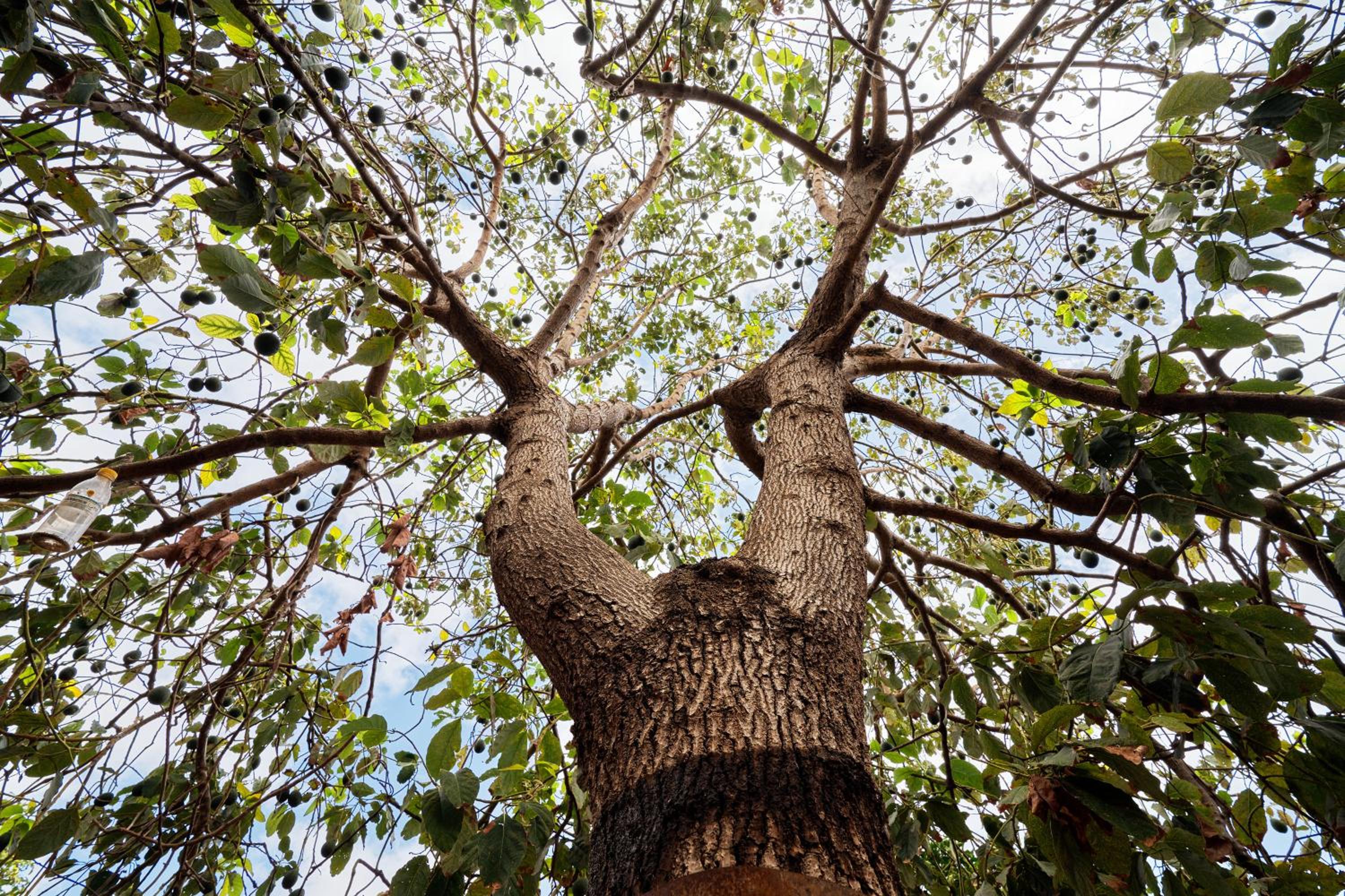 Finca Ecológica Quinta Los Tizones