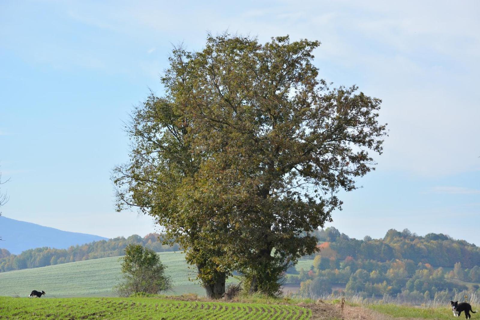 Hygge Młyńsko