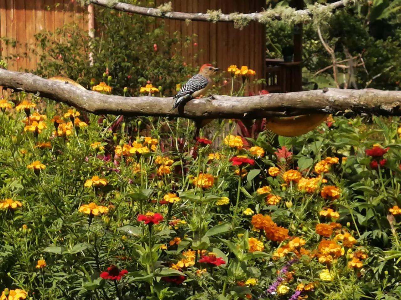 Cabañas Lucerito Colibrí