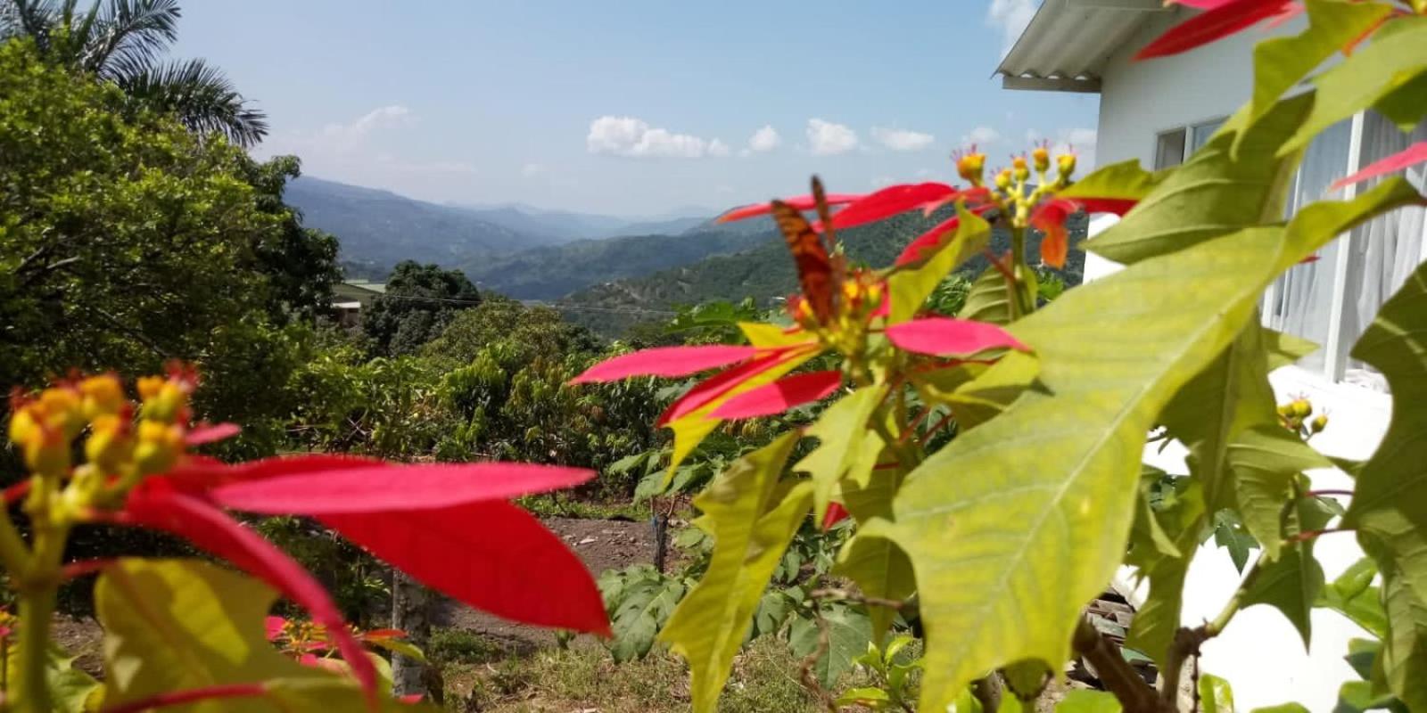 Finca las margaritas