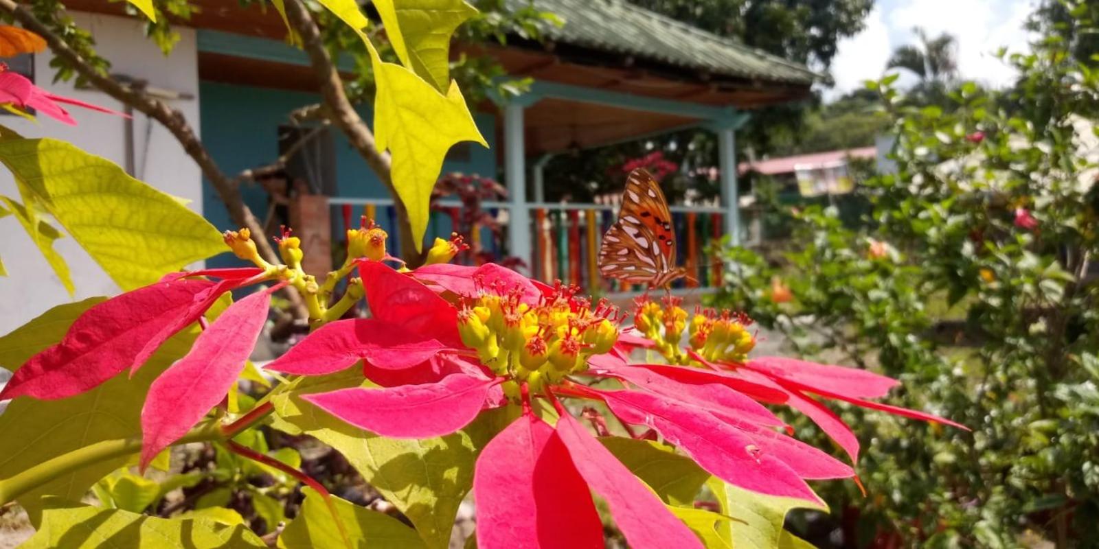Finca las margaritas