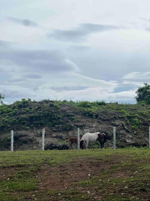 Casita de Campo en medio del bosque