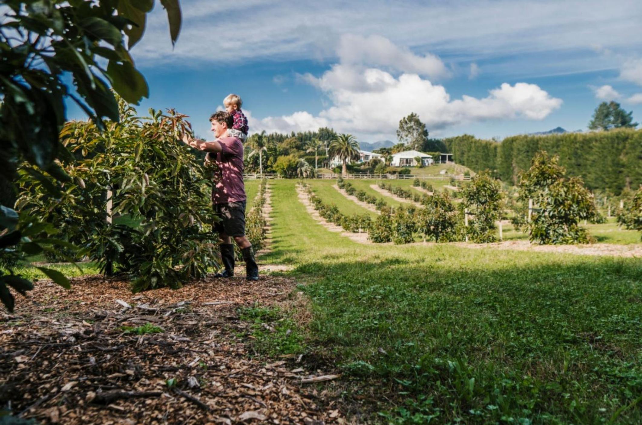 Avocado Orchard Escape Katikati