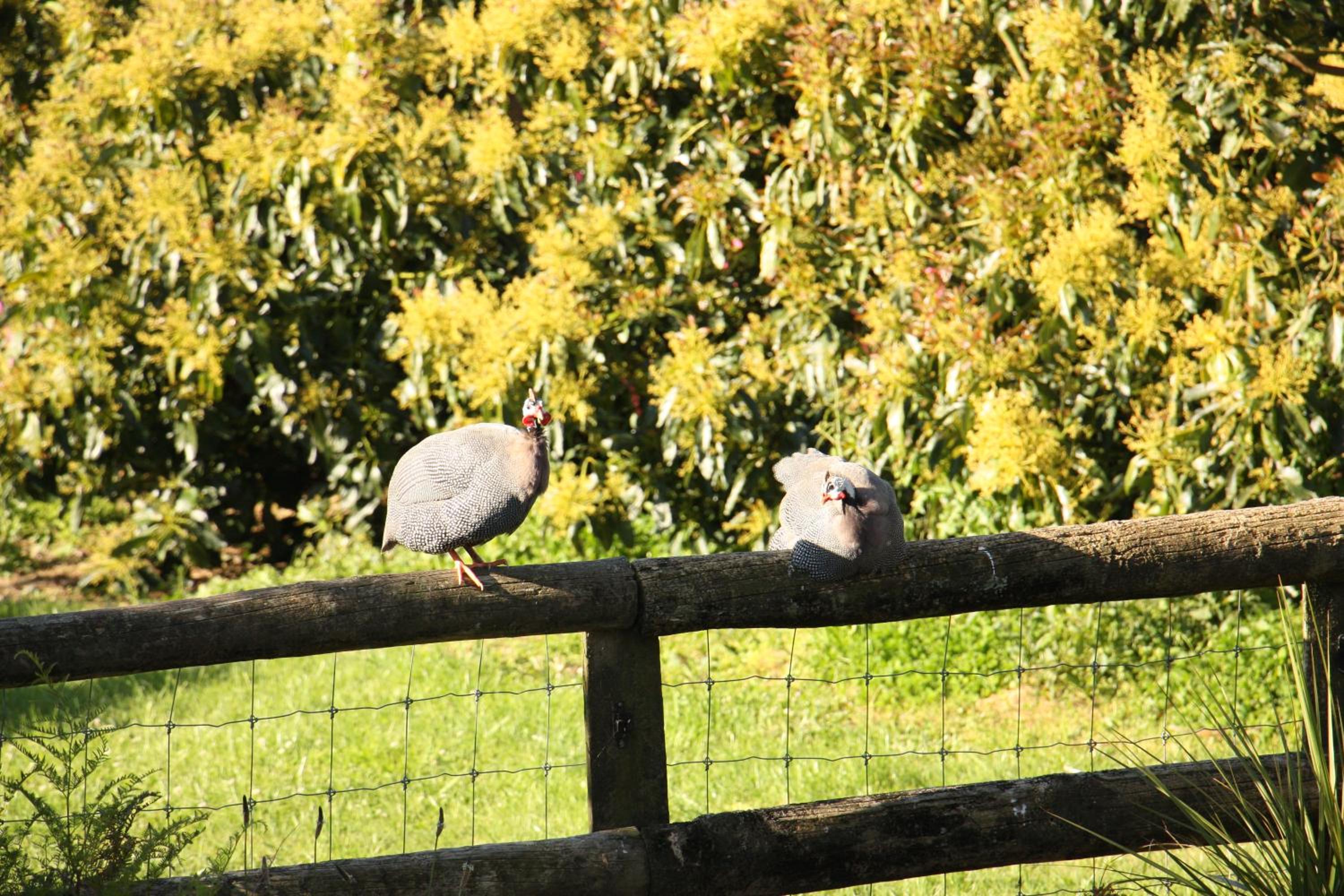 Avocado Orchard Escape Katikati