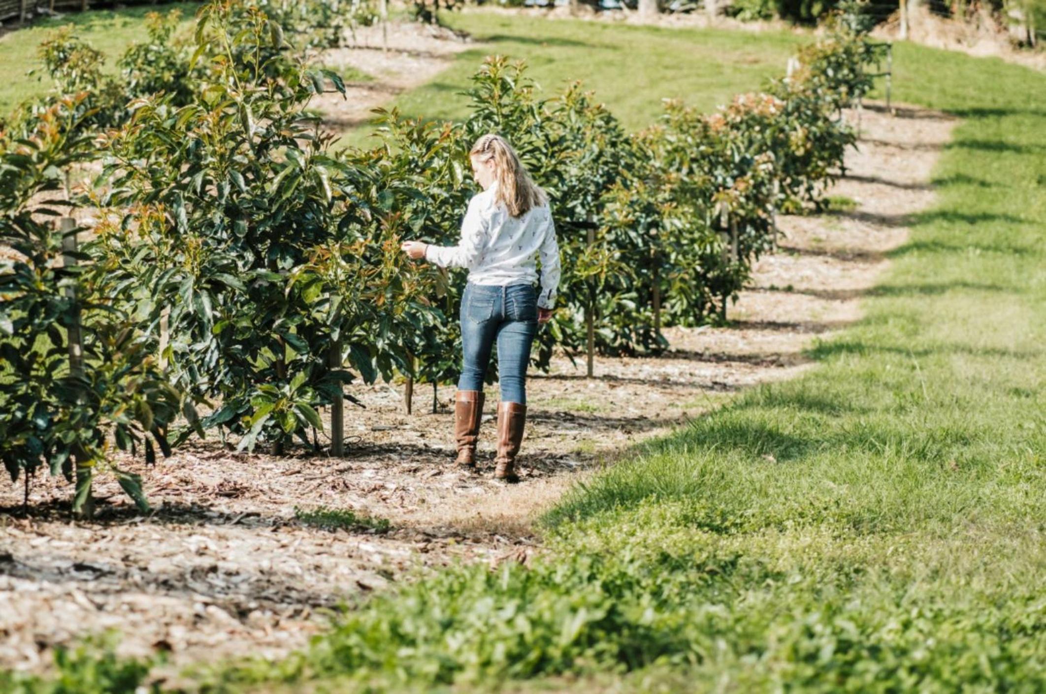 Avocado Orchard Escape Katikati