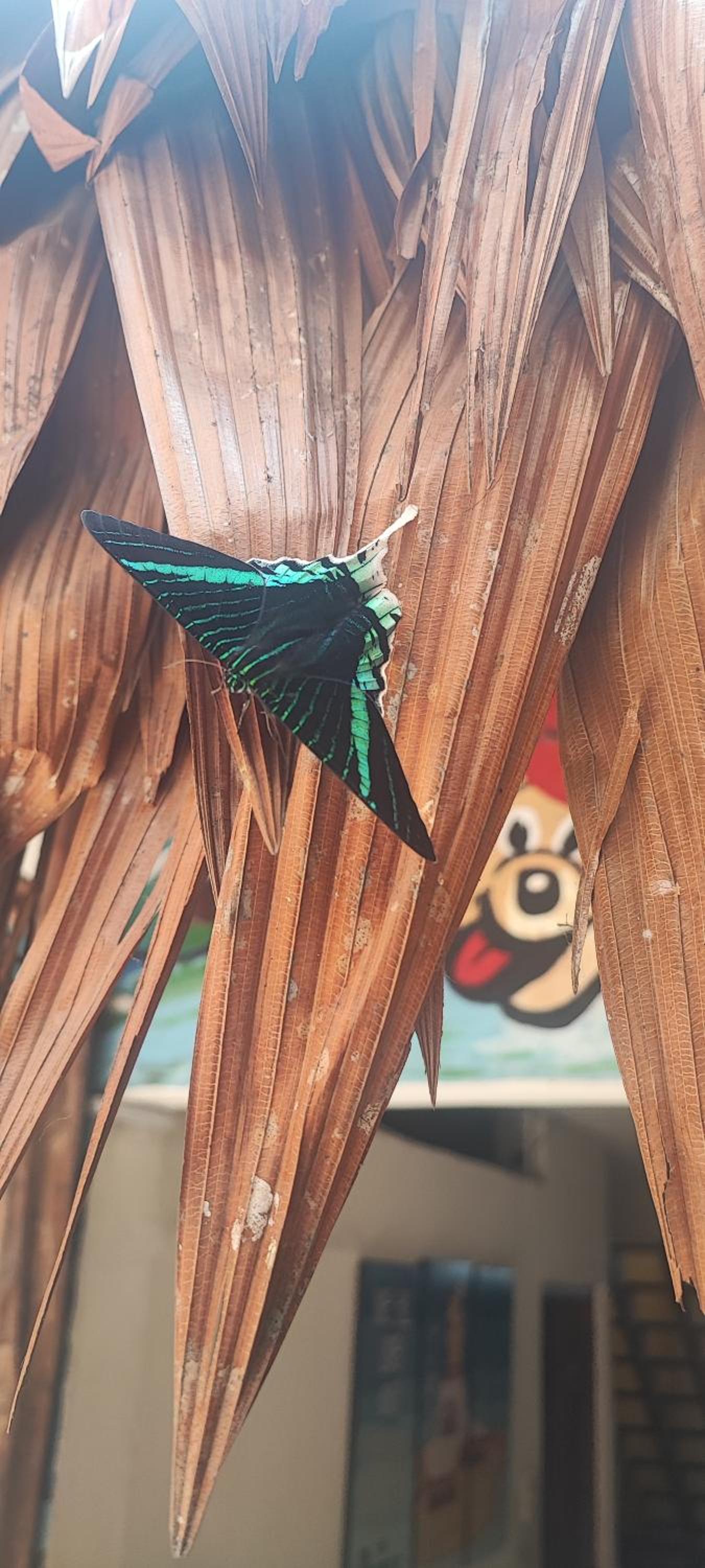 Flying Dog Hostel Iquitos, photo 23