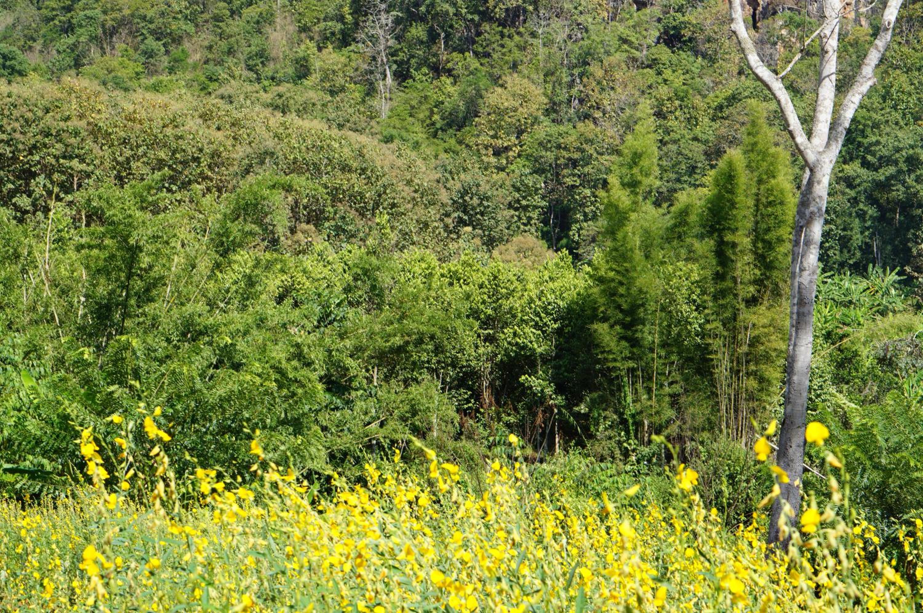 Phu Pha View Doi