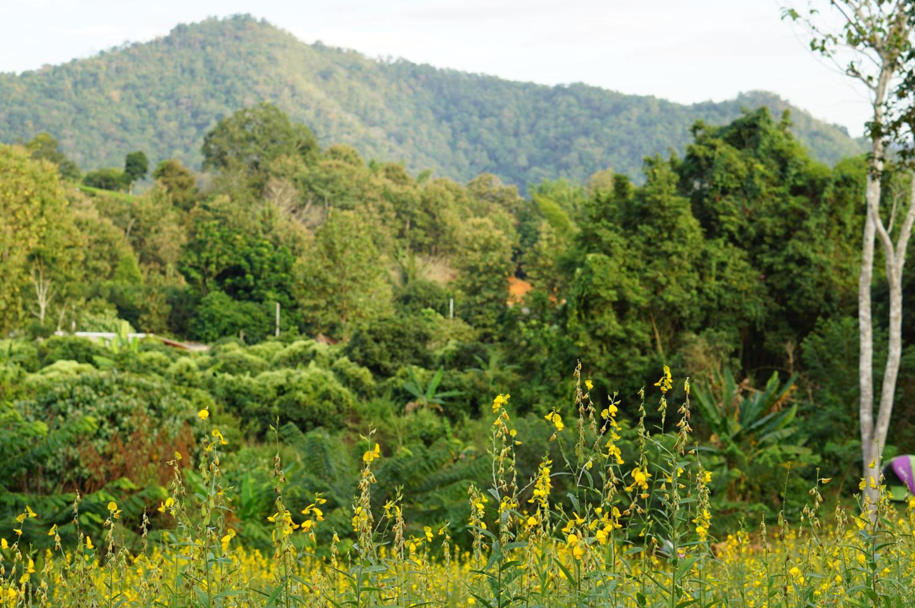 Phu Pha View Doi