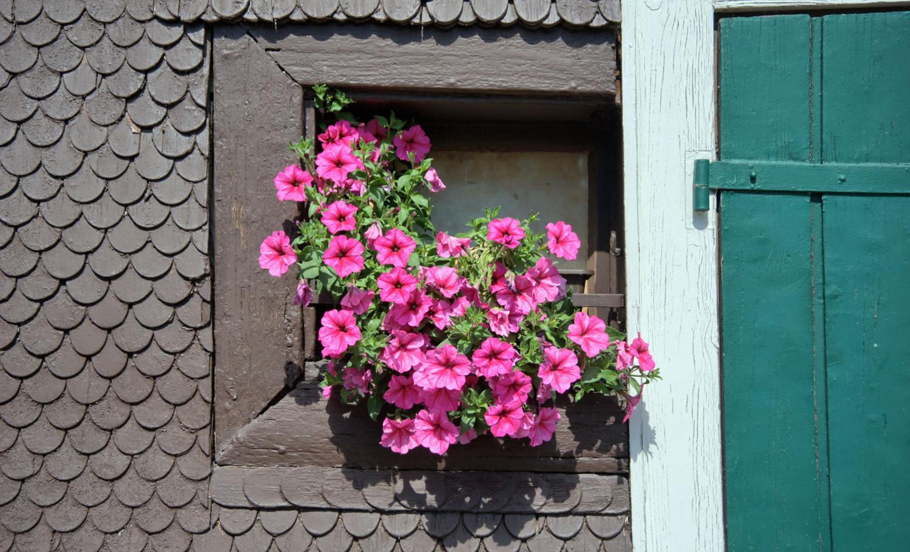 Gasthaus-pension zum Löwen