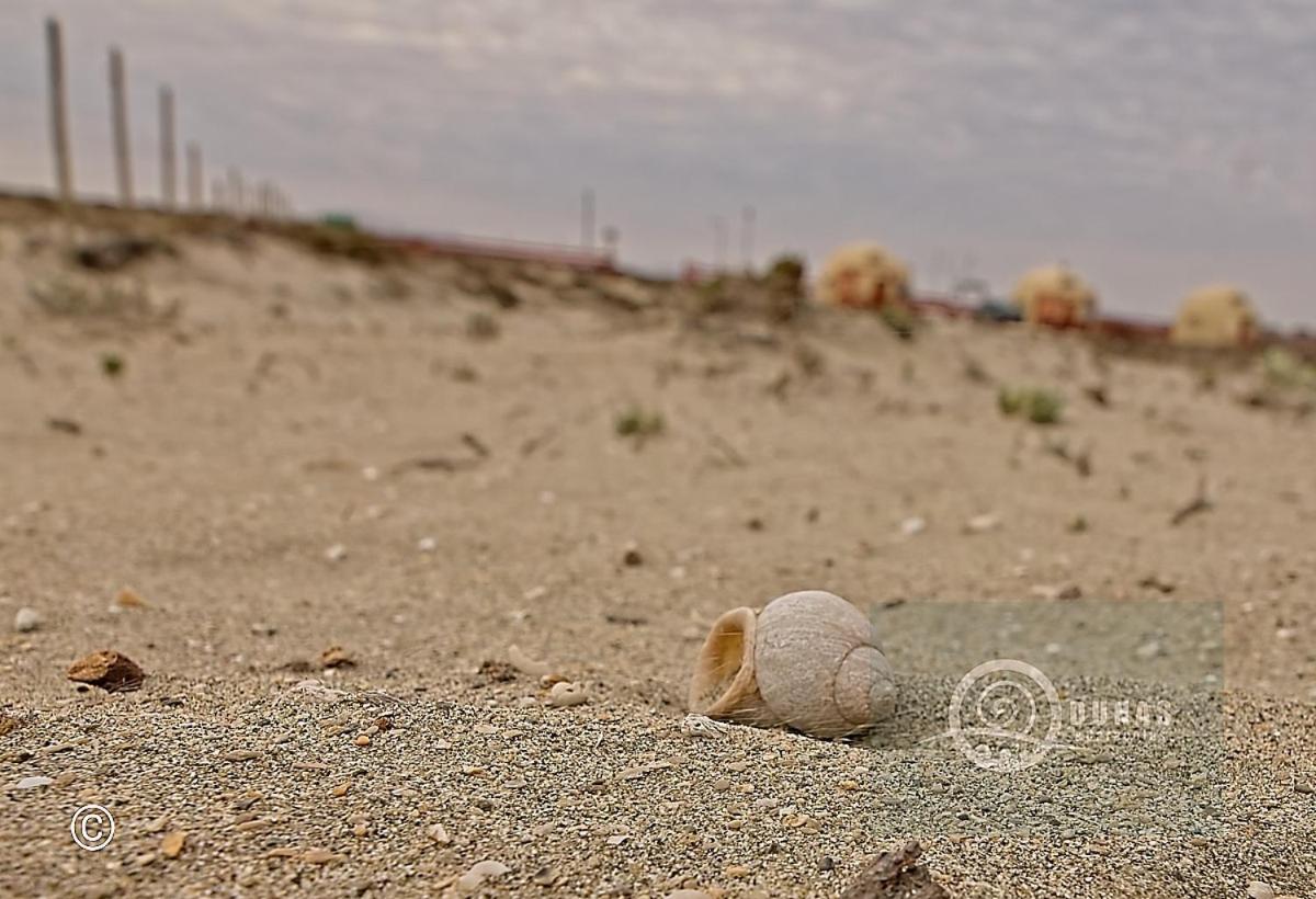 Entre Dunas y Caracolas