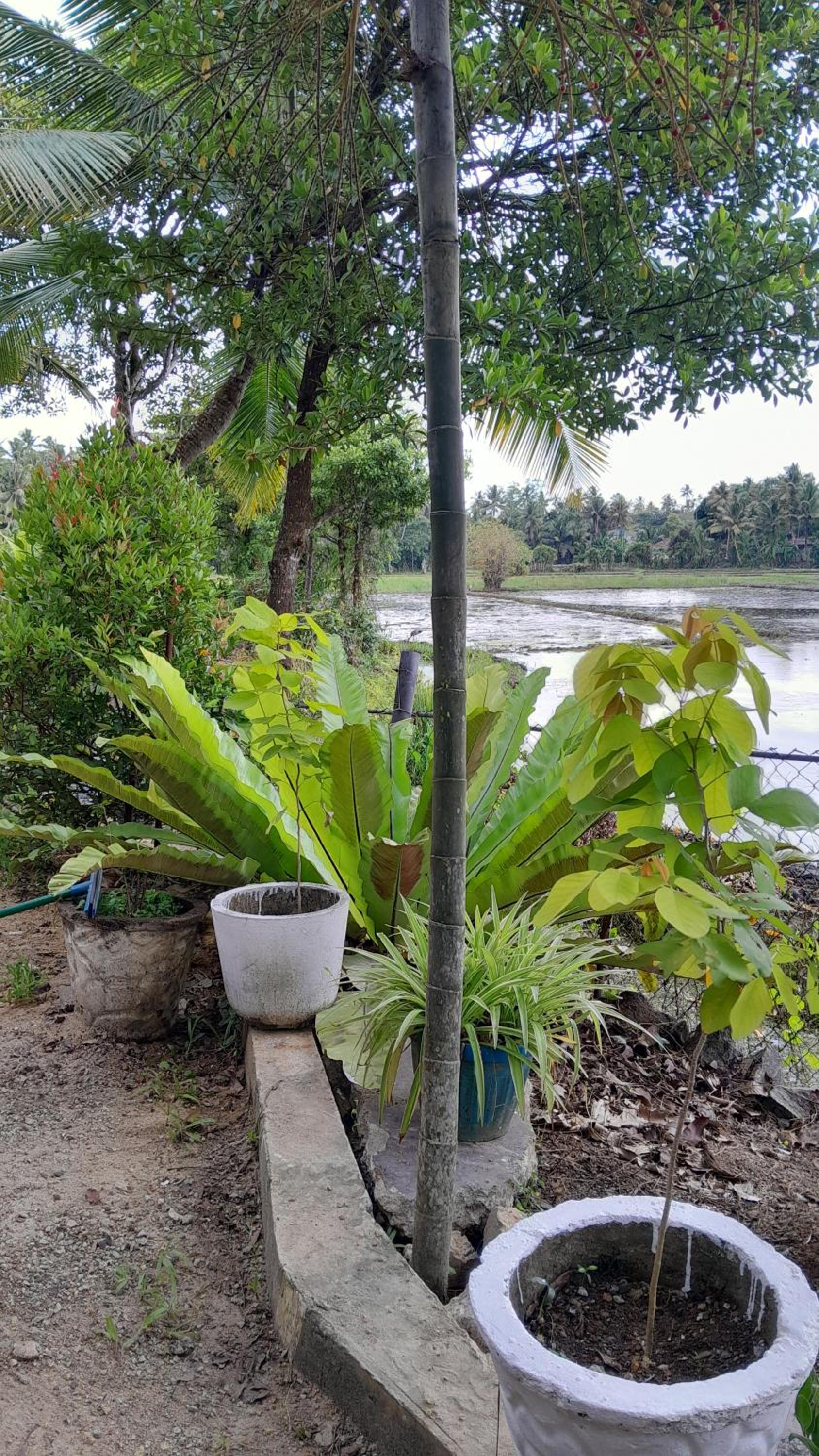Field Island Villa - Ahangama view 4