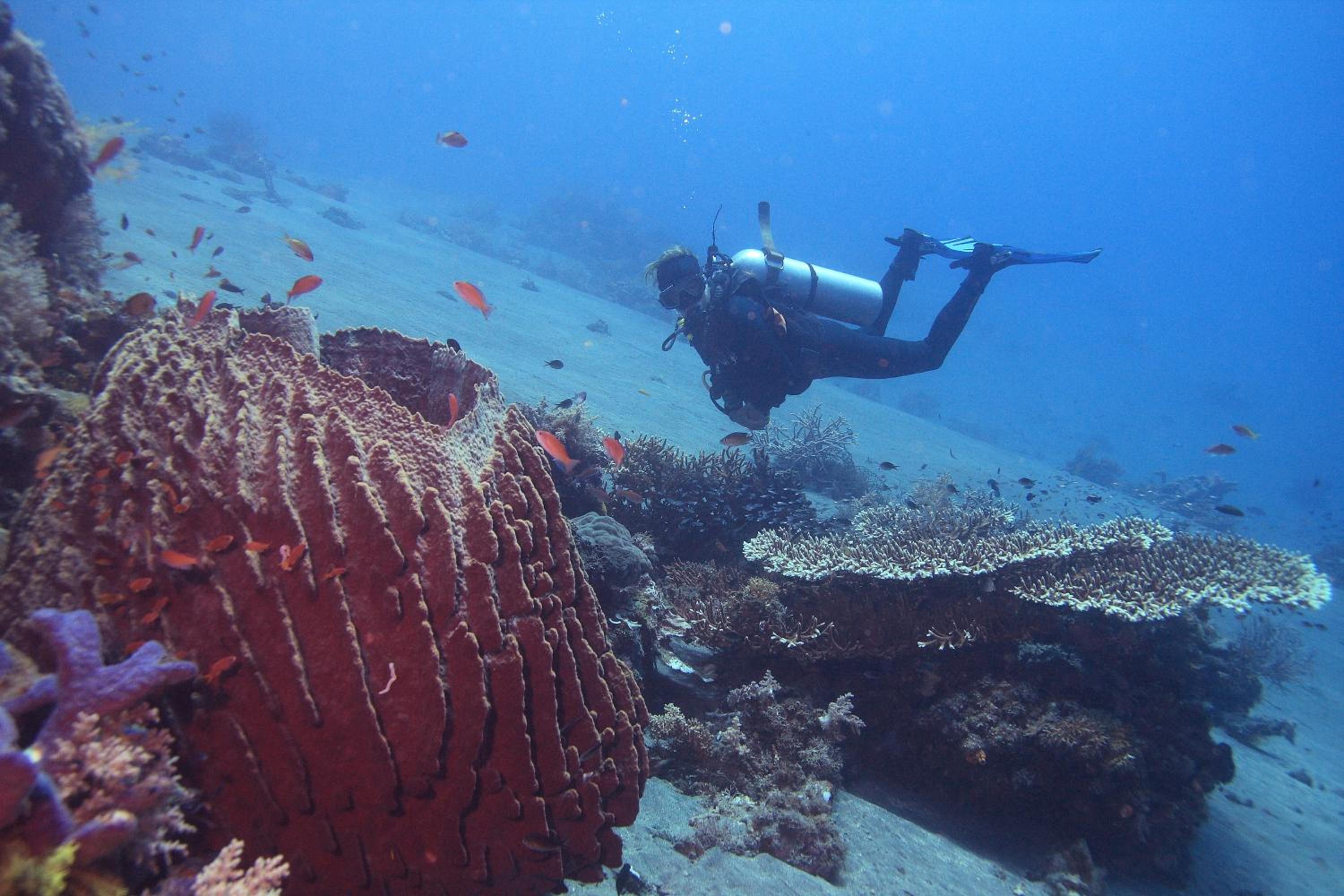 Garuda Dive & Accomodation Nusa Penida