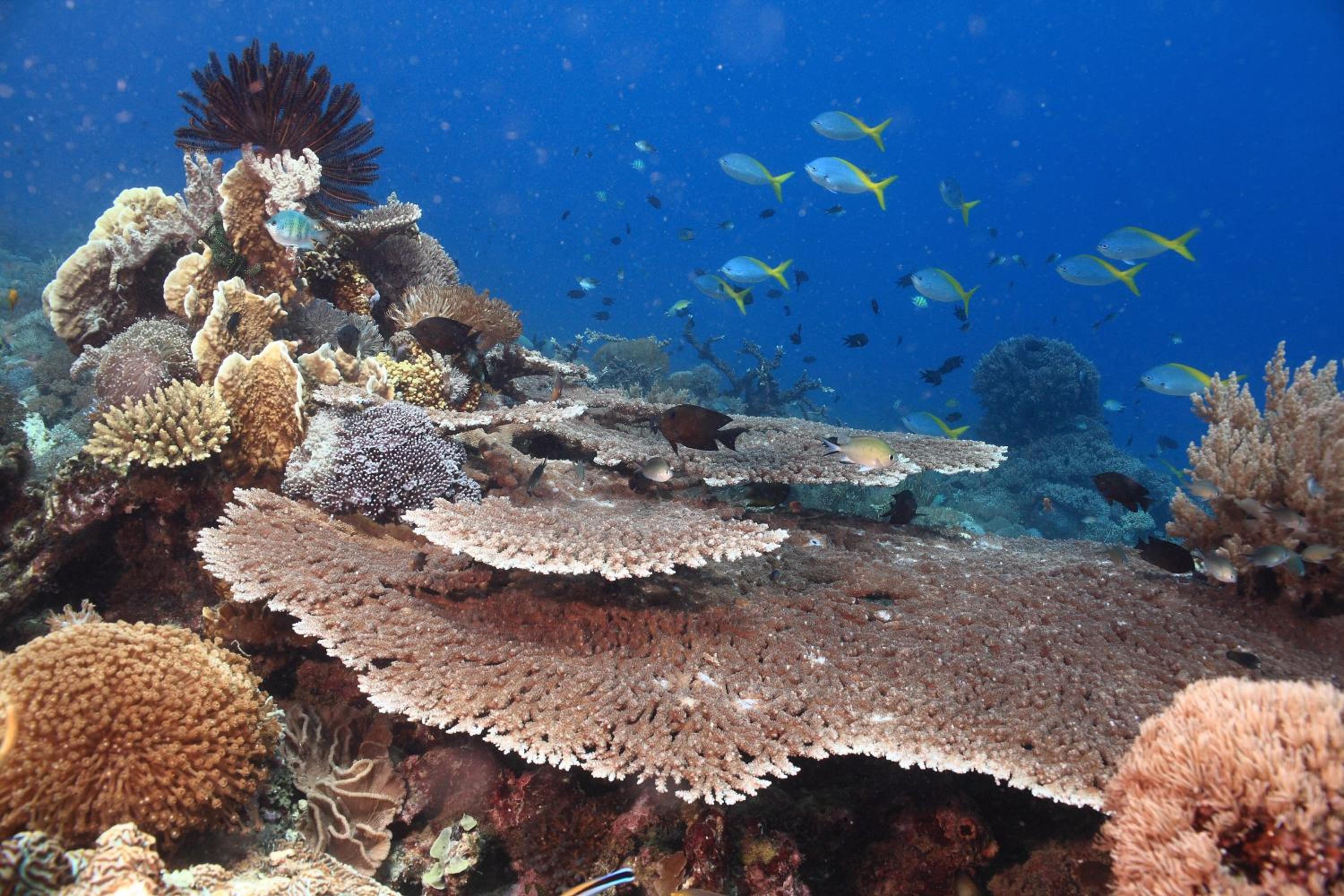Garuda Dive & Accomodation Nusa Penida