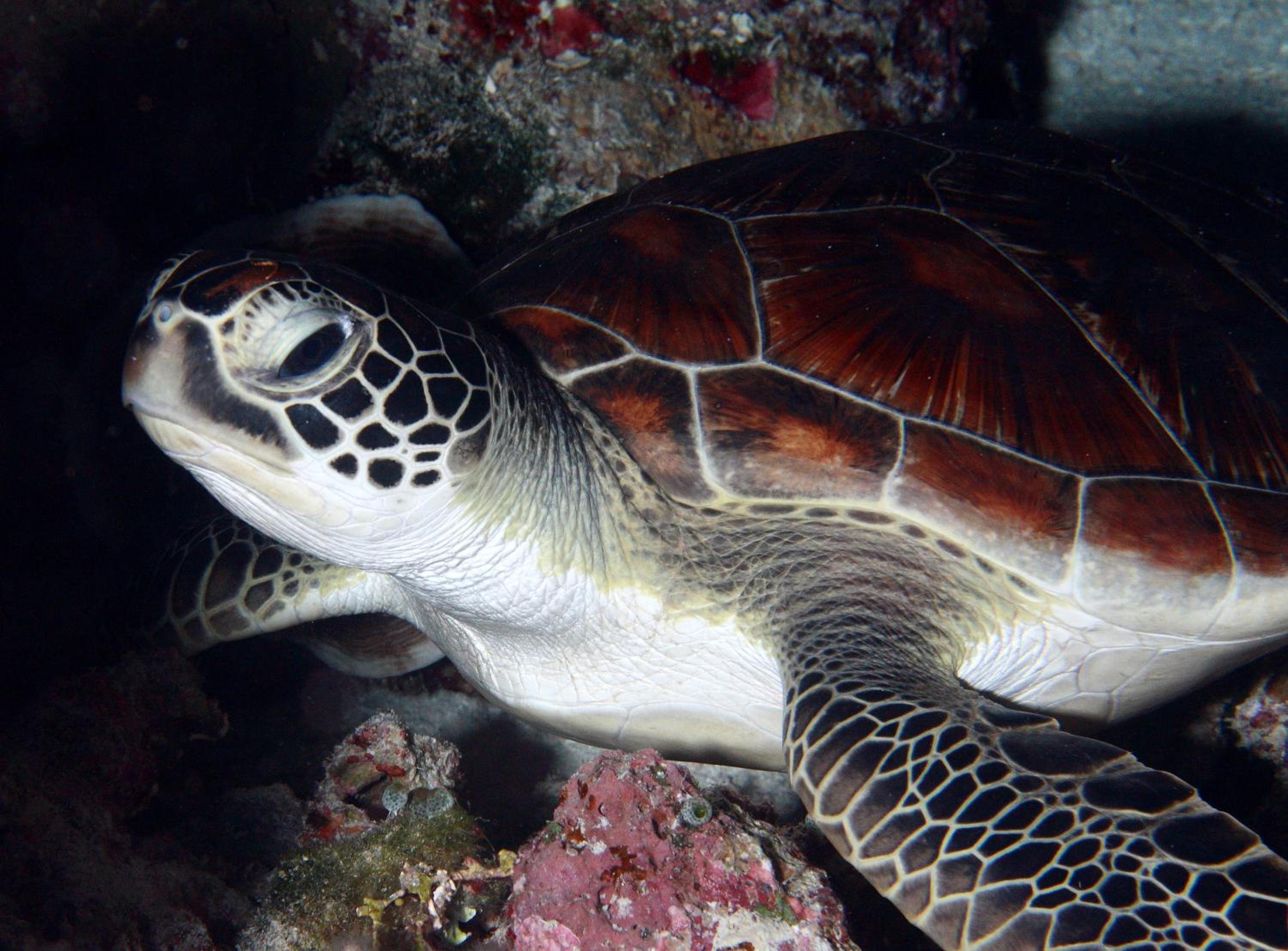 Garuda Dive & Accomodation Nusa Penida