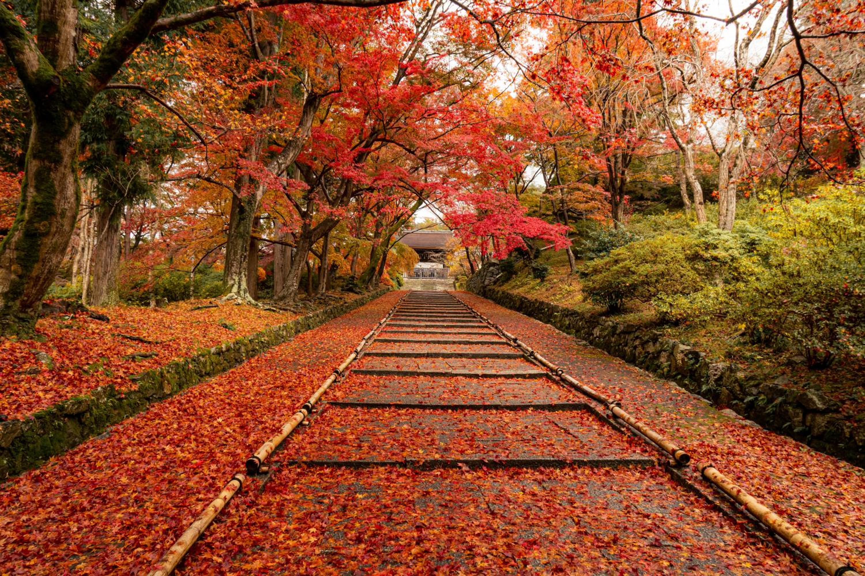 Four Points Flex by Sheraton Kyoto Oike photo 2