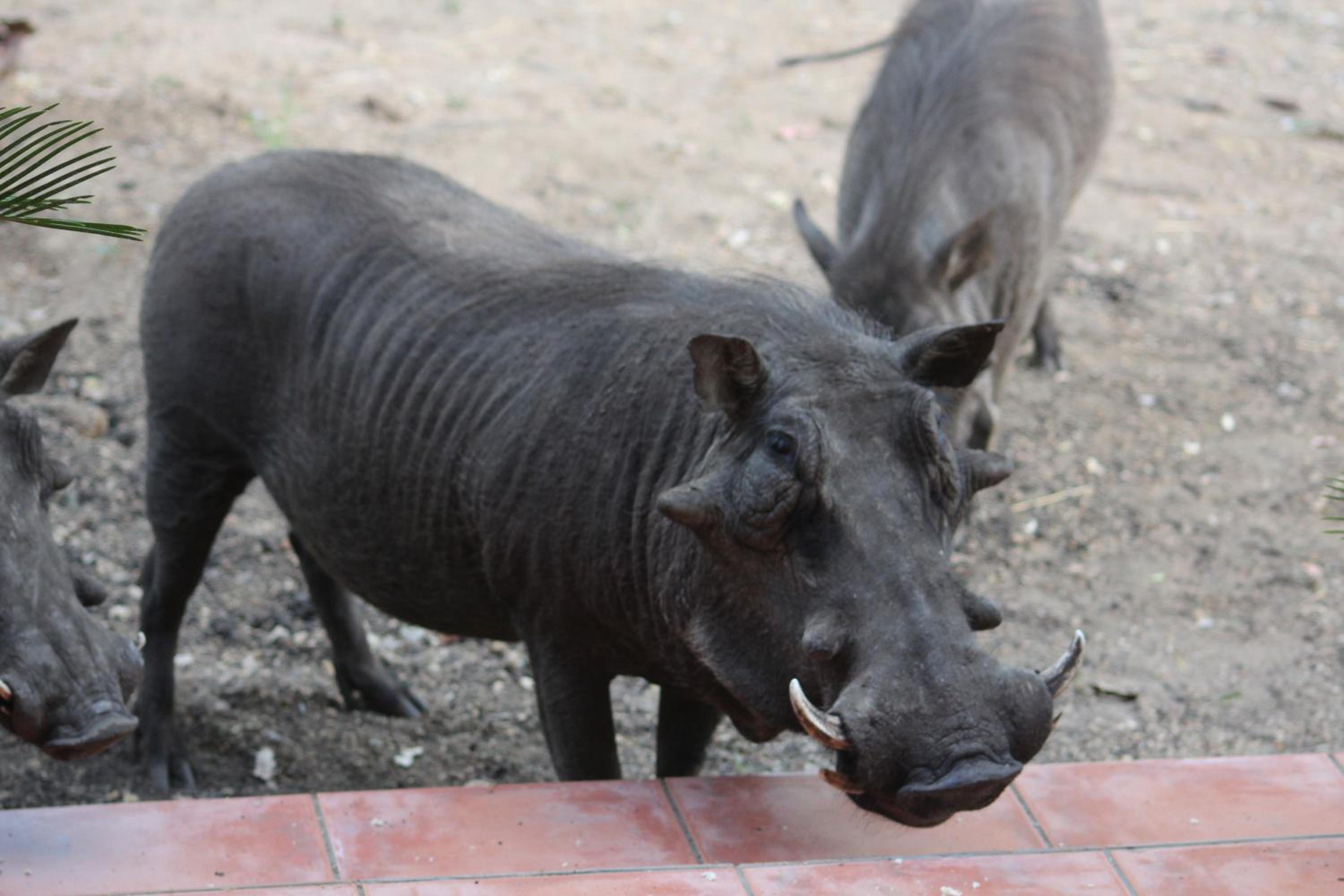 Kruger Safari Animal Encounter