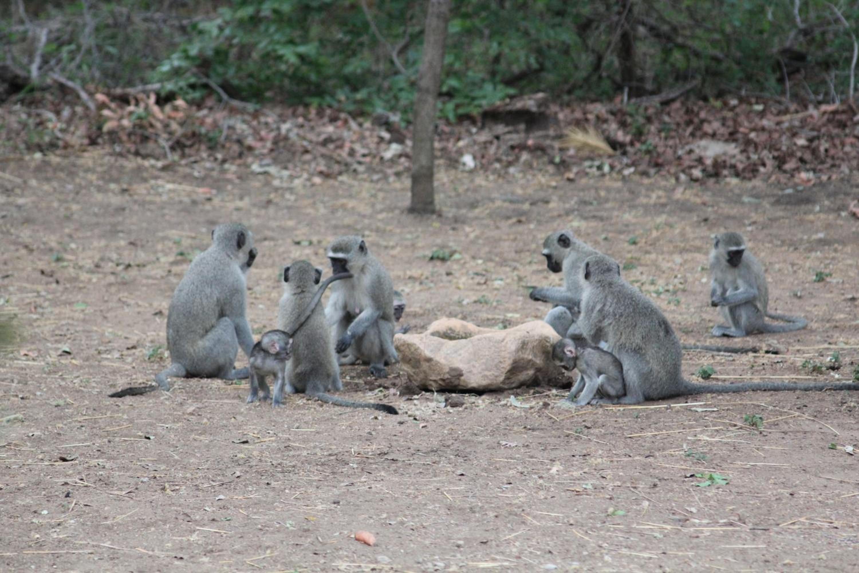 Kruger Safari Animal Encounter
