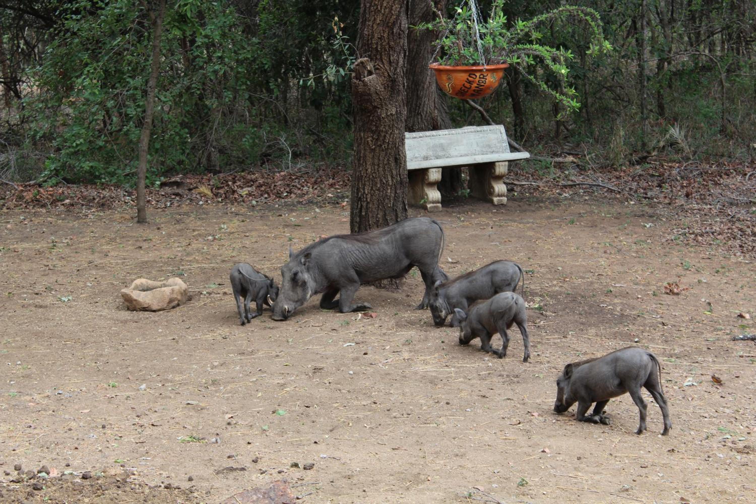 Kruger Safari Animal Encounter