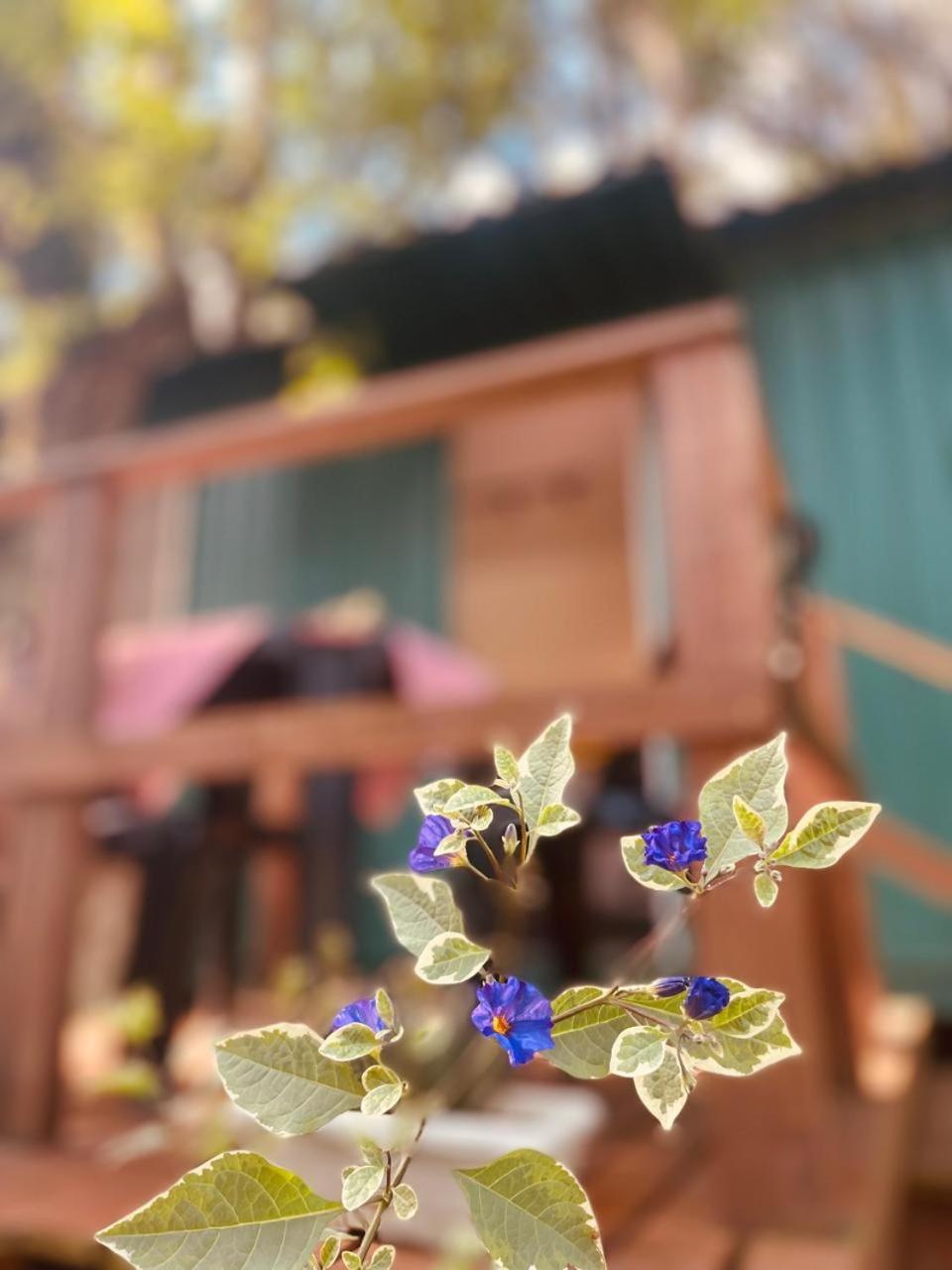 Container com Deck e Vista I Climatizado e Aconchegante em Curitiba na Natureza