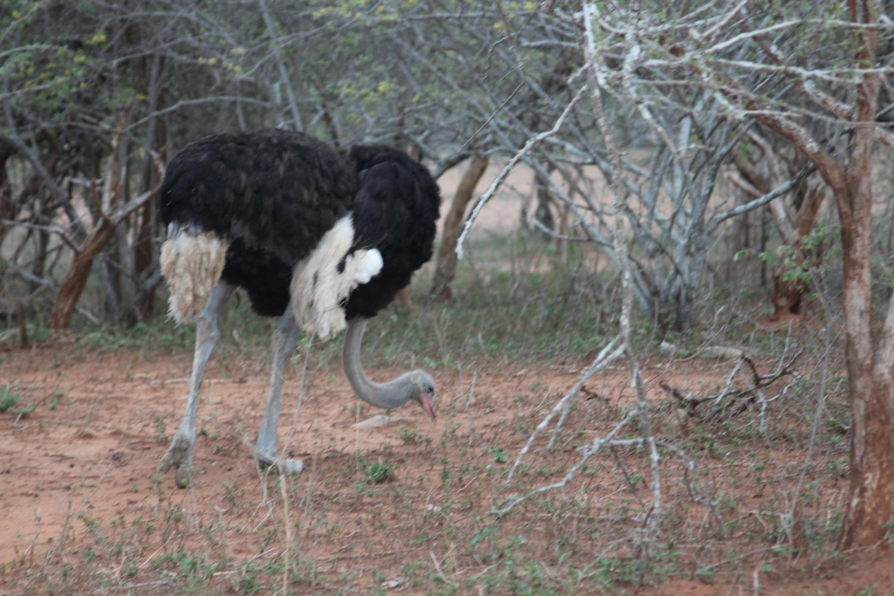 Kruger Safari Animal Encounter