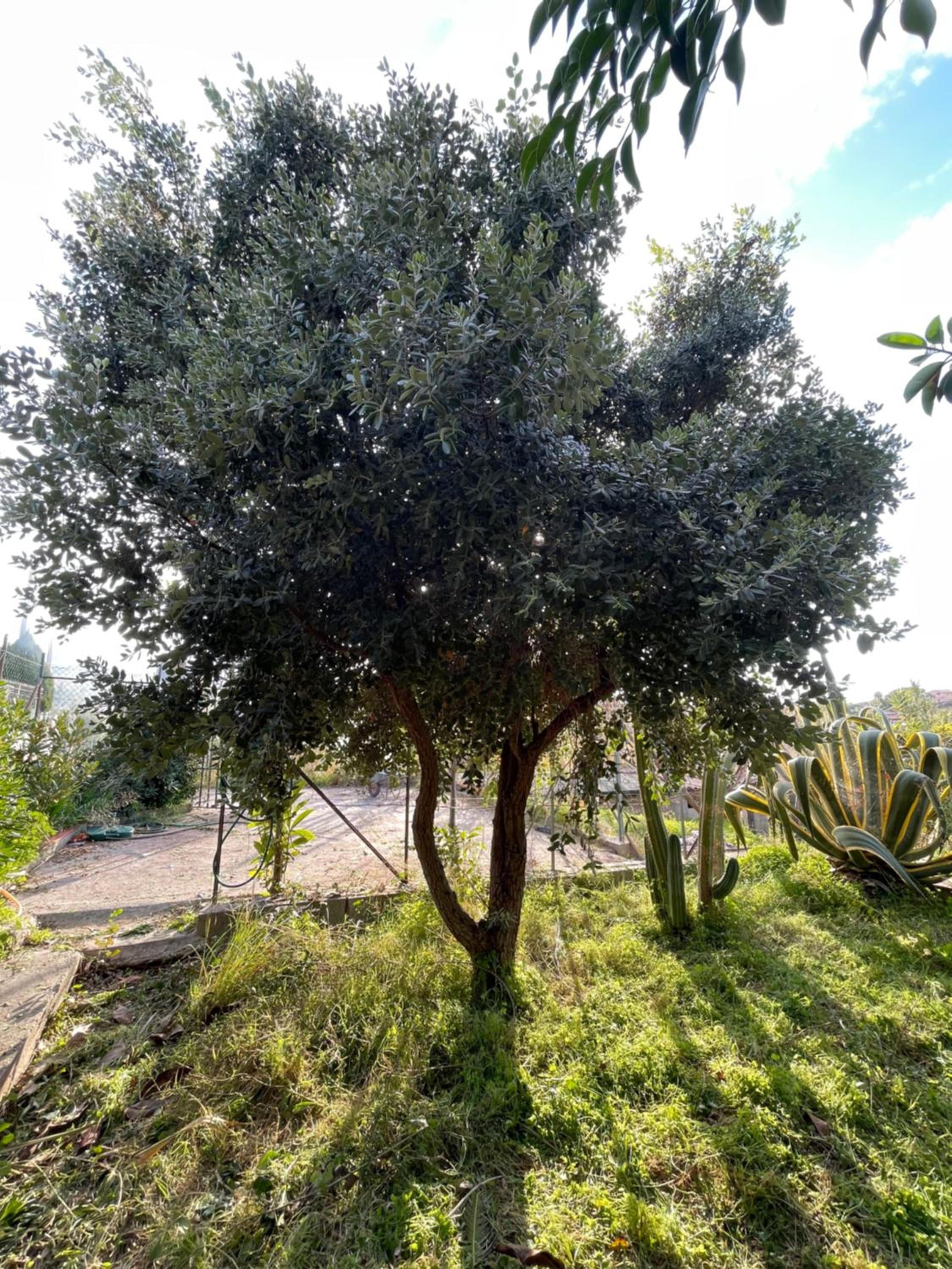 Villa Vittoria en Trappeto — other