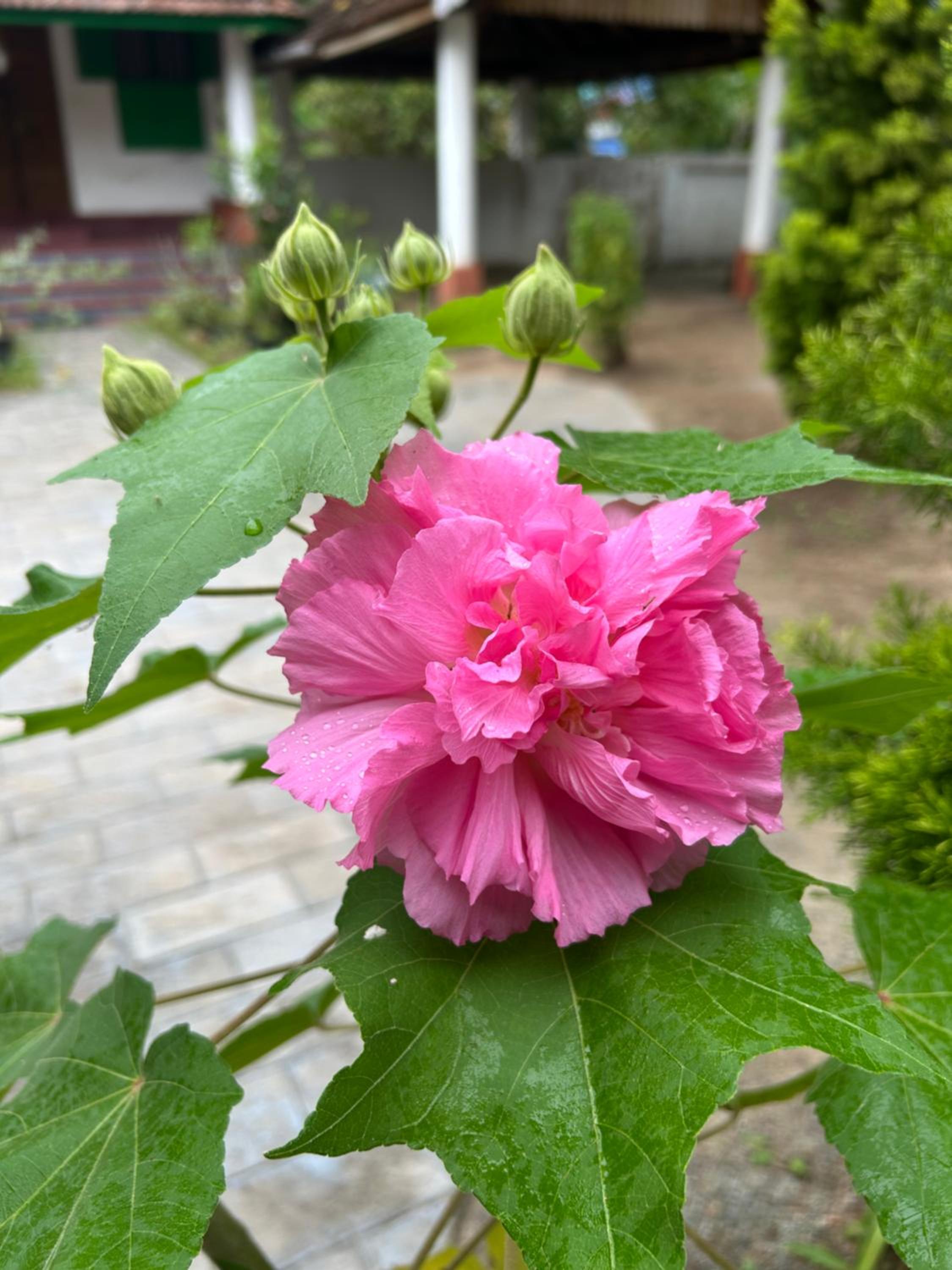 Gramam Homestay, Cochin