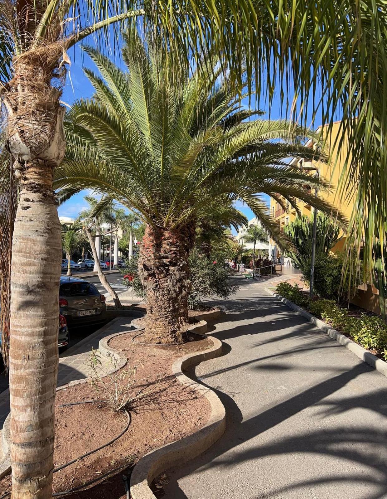 Sunset Palm Mar - Family Friendly Suites