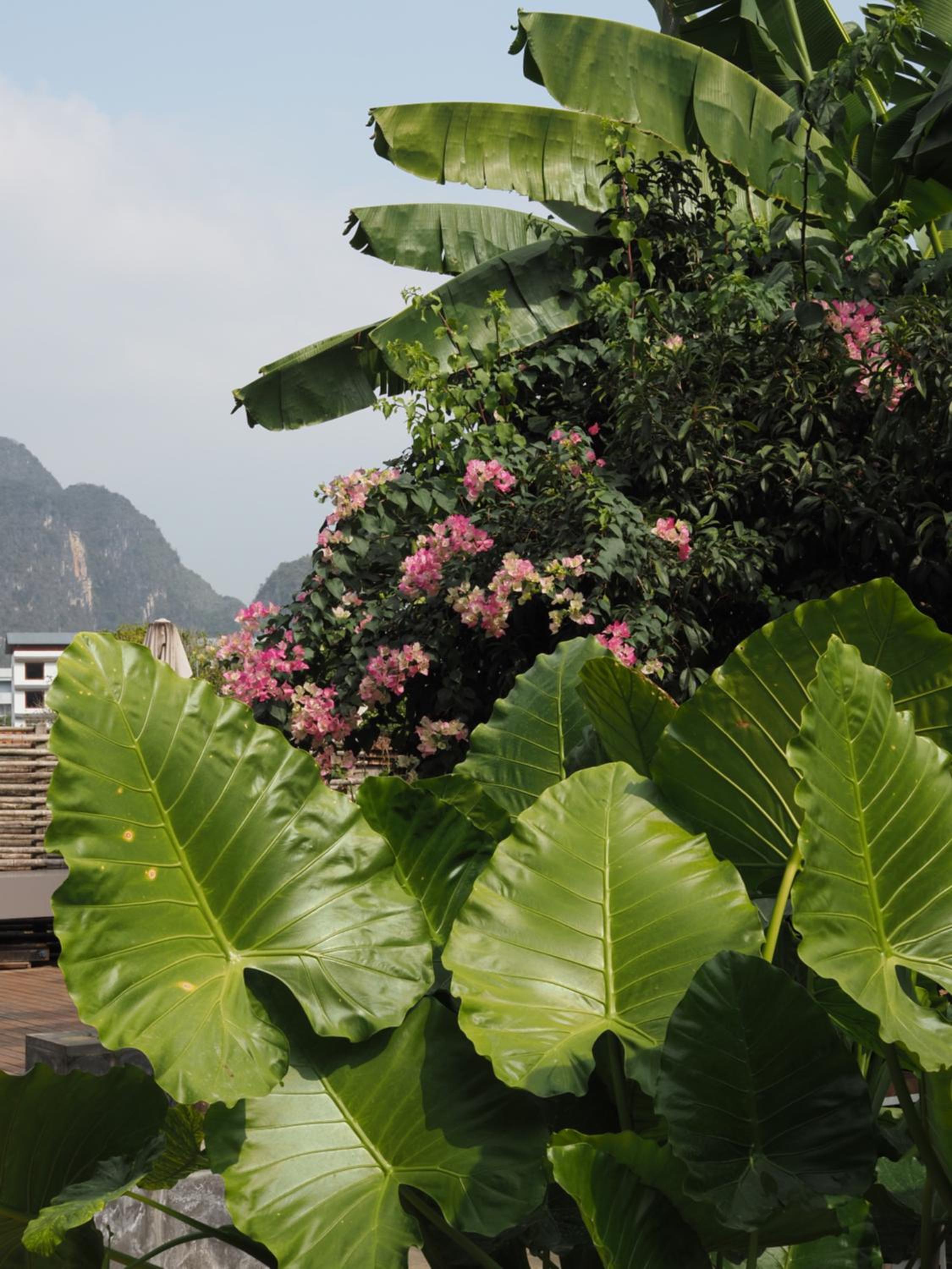 Yangshuo Hillside Homestay
