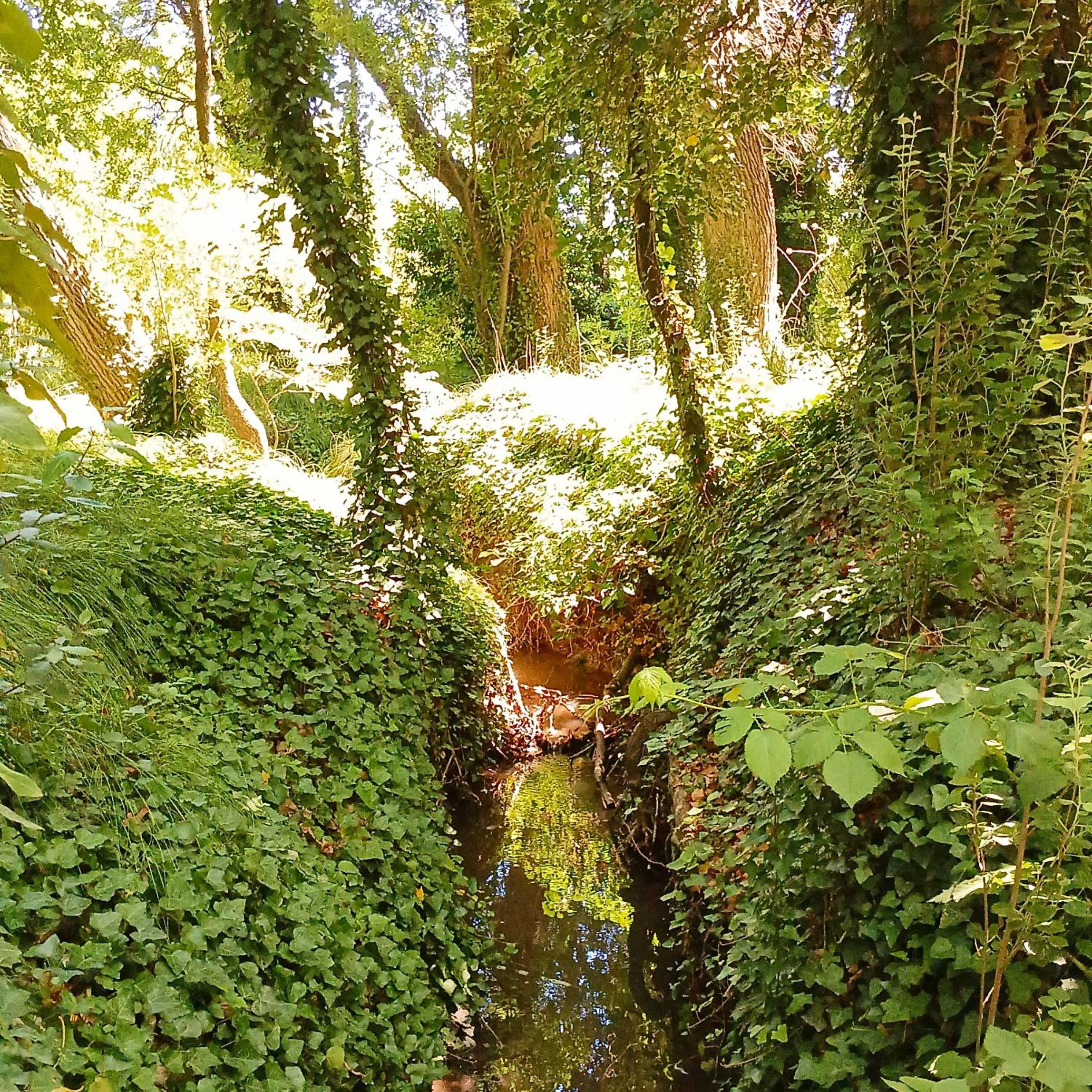 Cuenca del Bosque